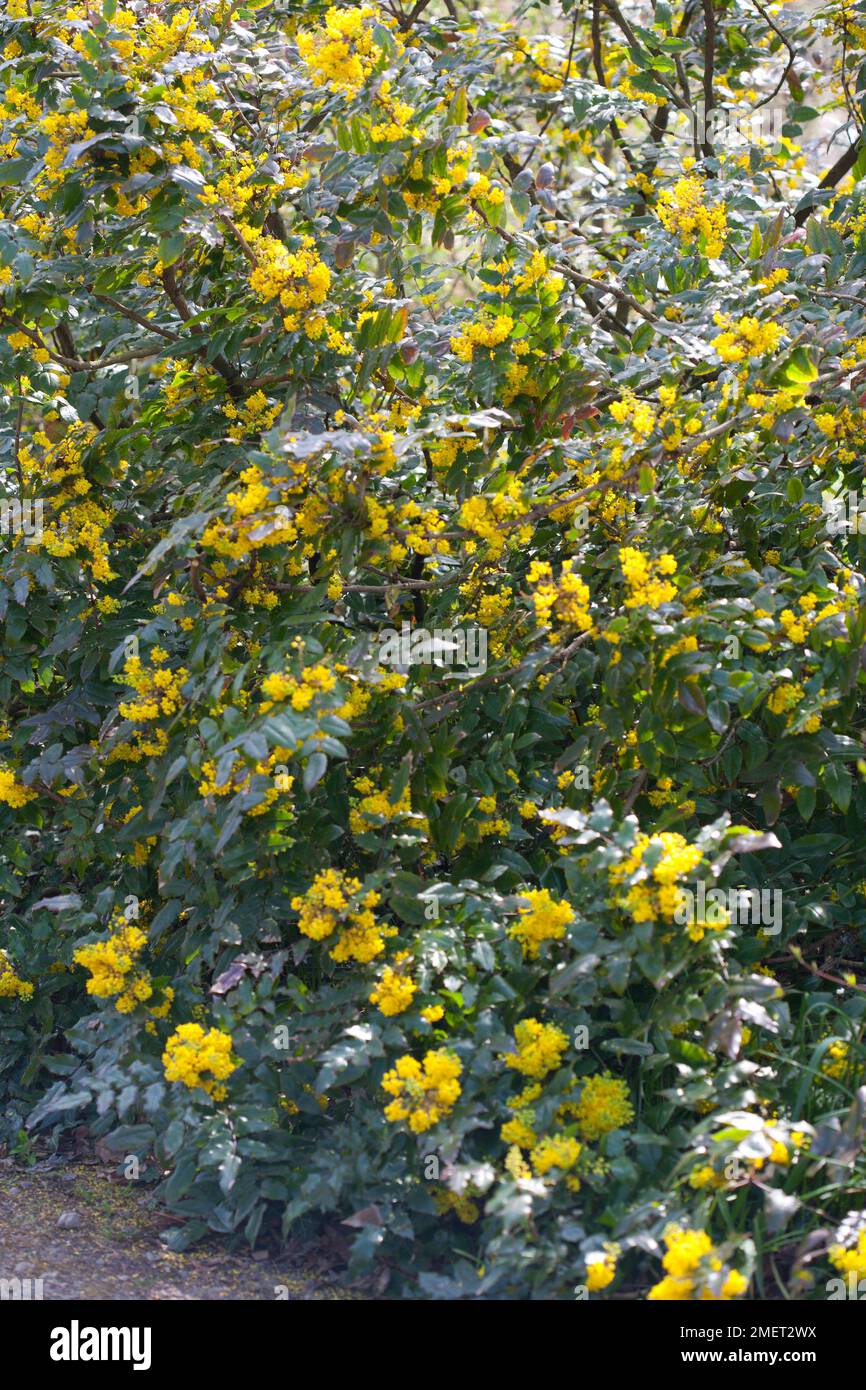 Mahonia x wagneri 'Undulata' Stock Photo
