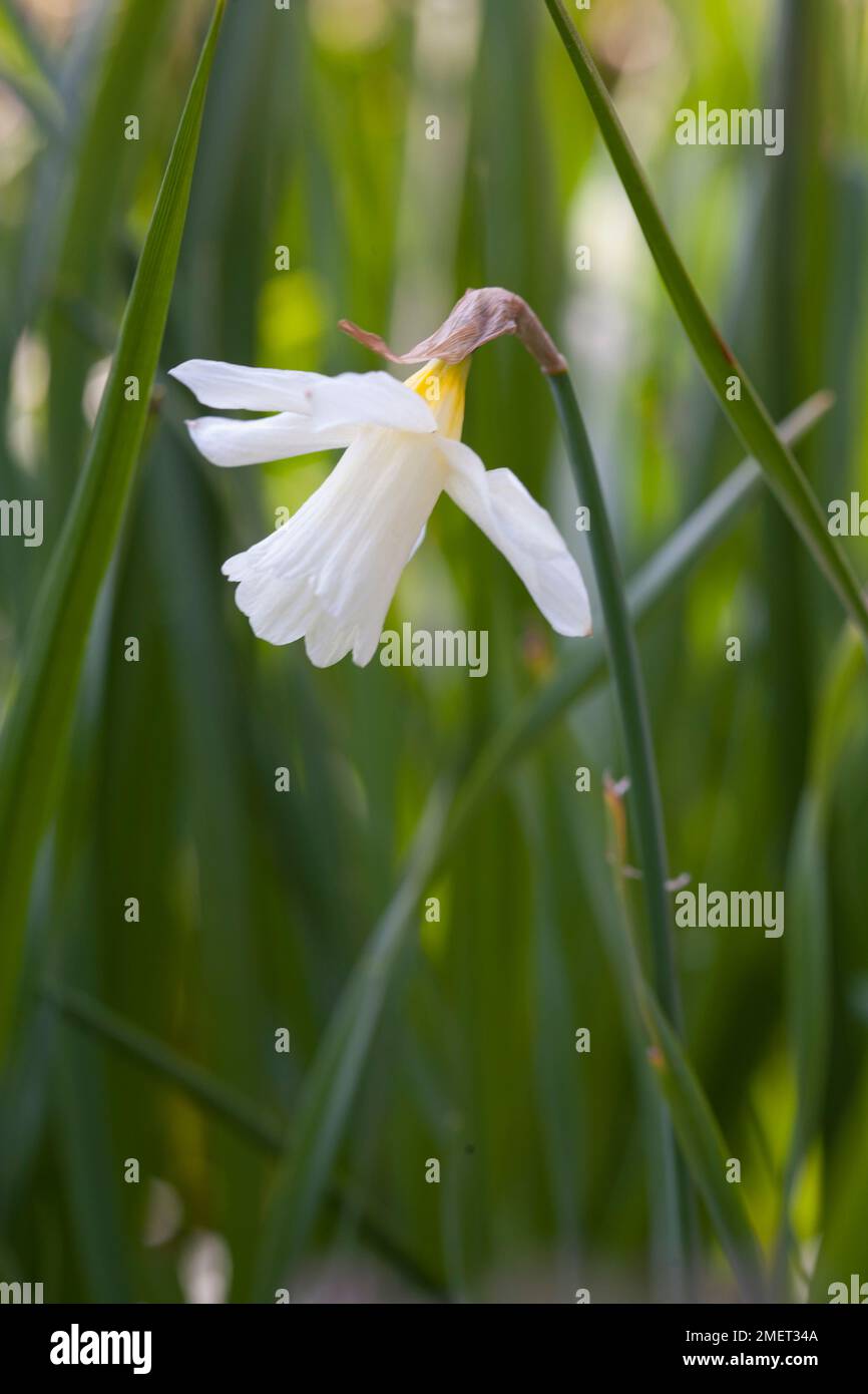 Narcissus 'W.P. Milner' Stock Photo