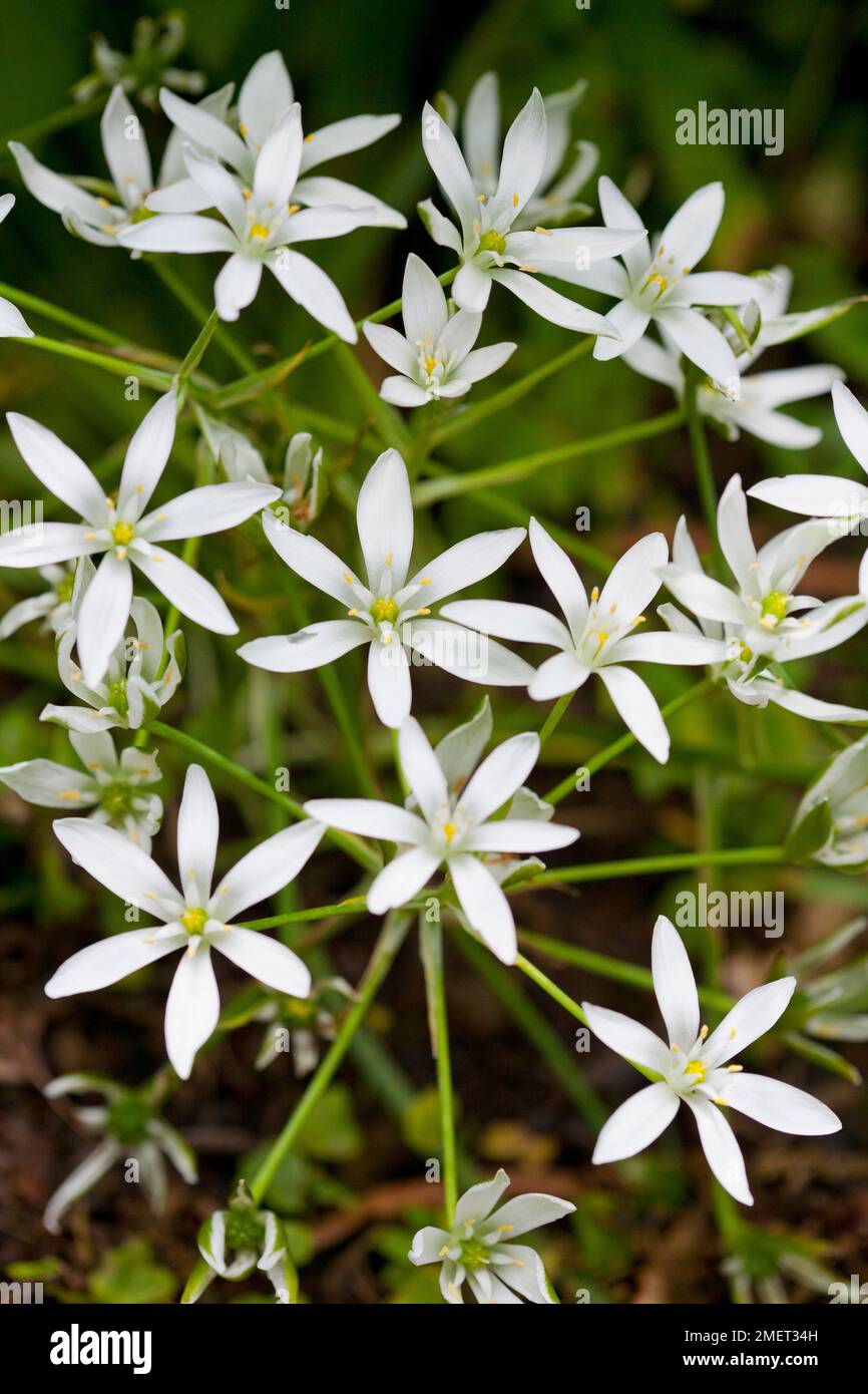 Ornithogalum nutans (Drooping Star-of-Bethlehem) Stock Photo