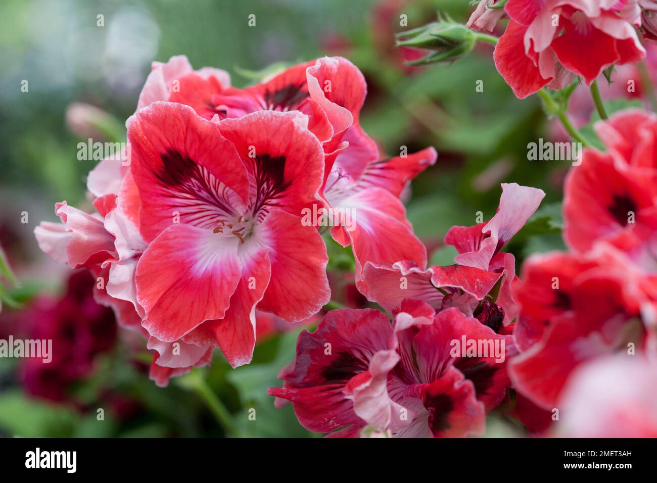 Pelargonium georgina blythe hi-res stock photography and images - Alamy