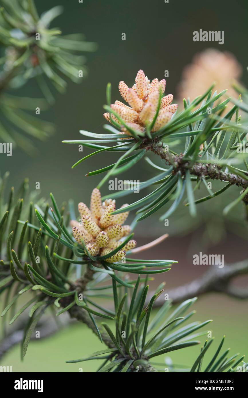 Pinus banksiana (Jack Pine) Stock Photo