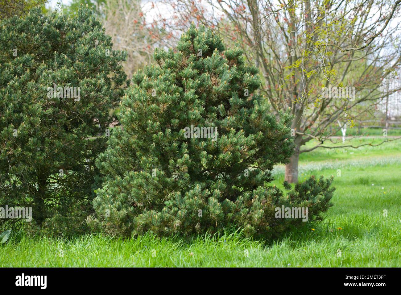 Pinus cembroides Stock Photo
