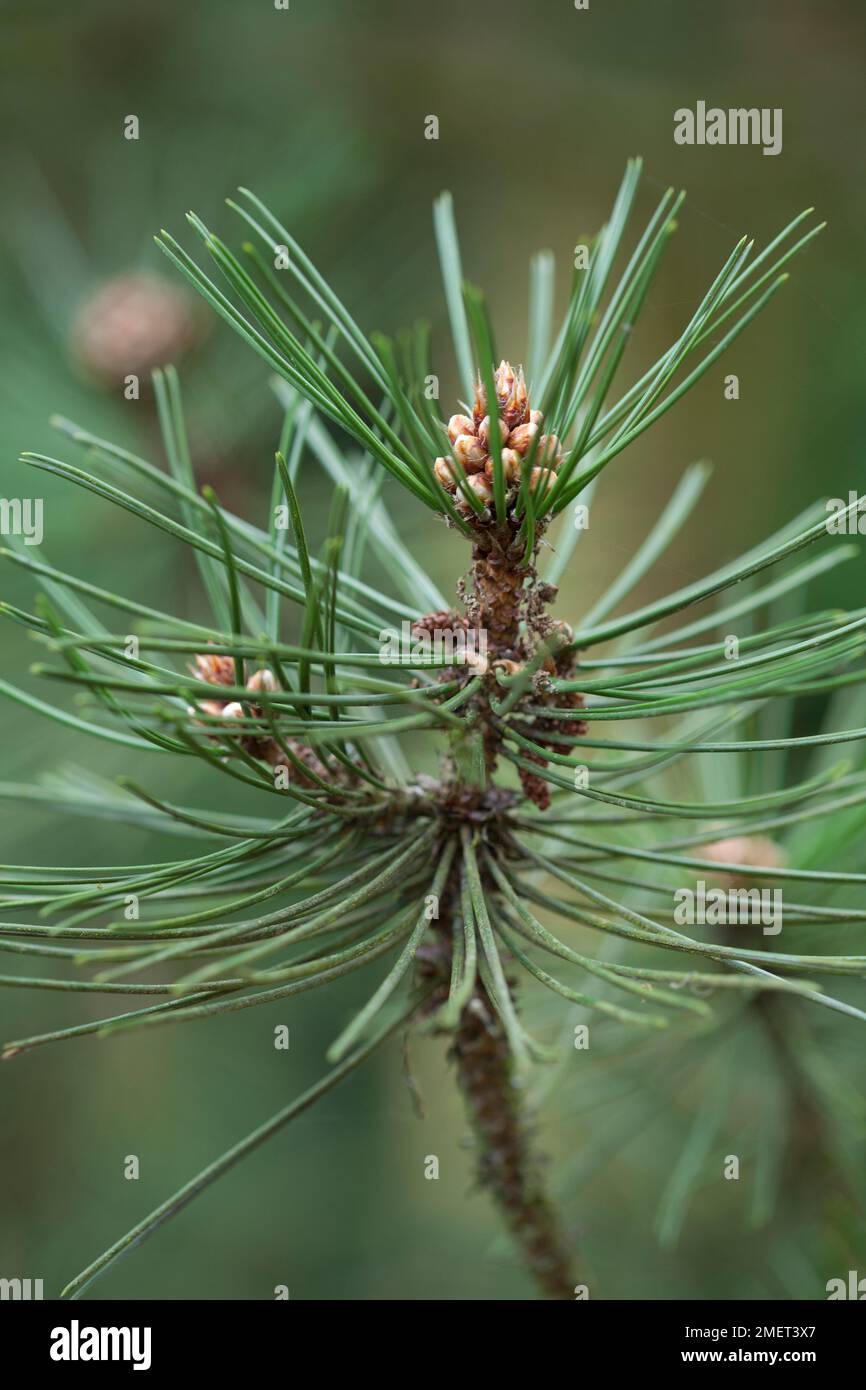 Pinus heldreichii Stock Photo