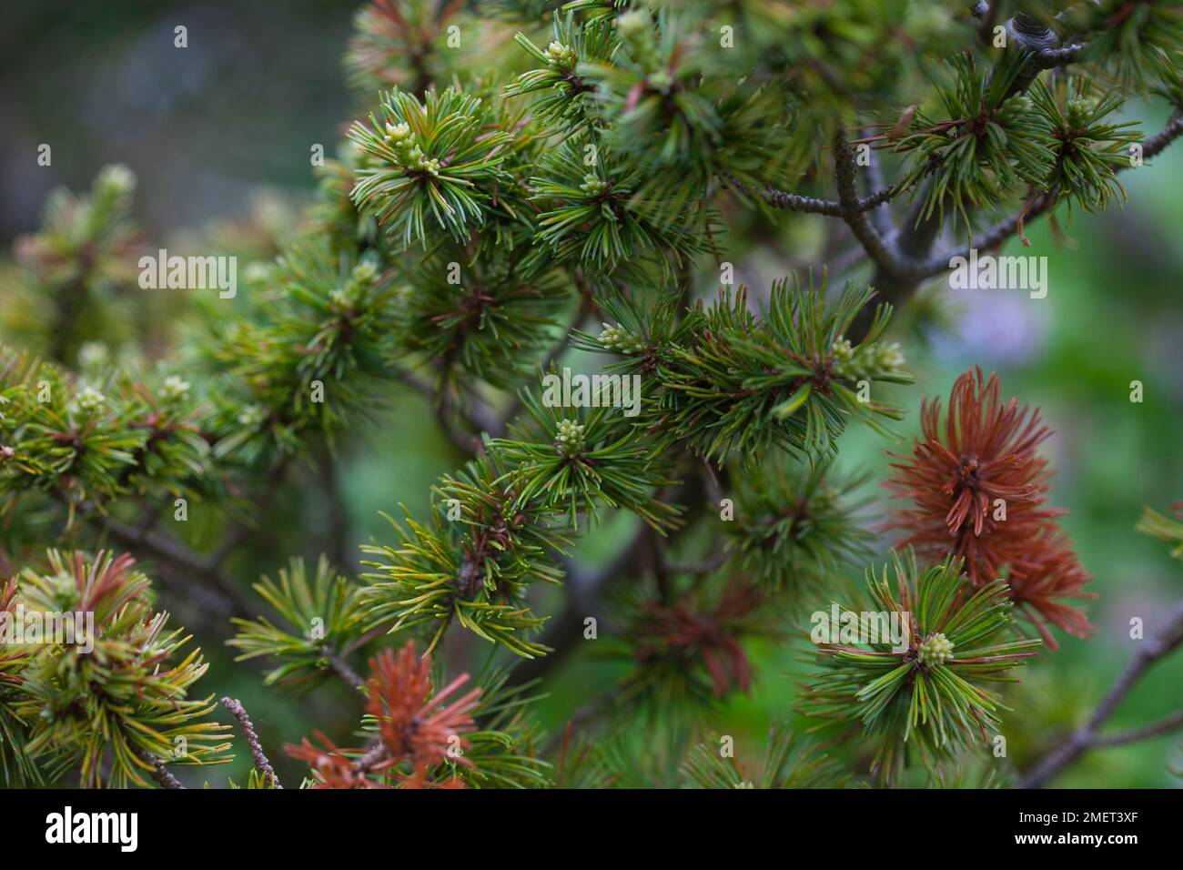 Pinus parviflora 'Adcock's Dwarf' Stock Photo