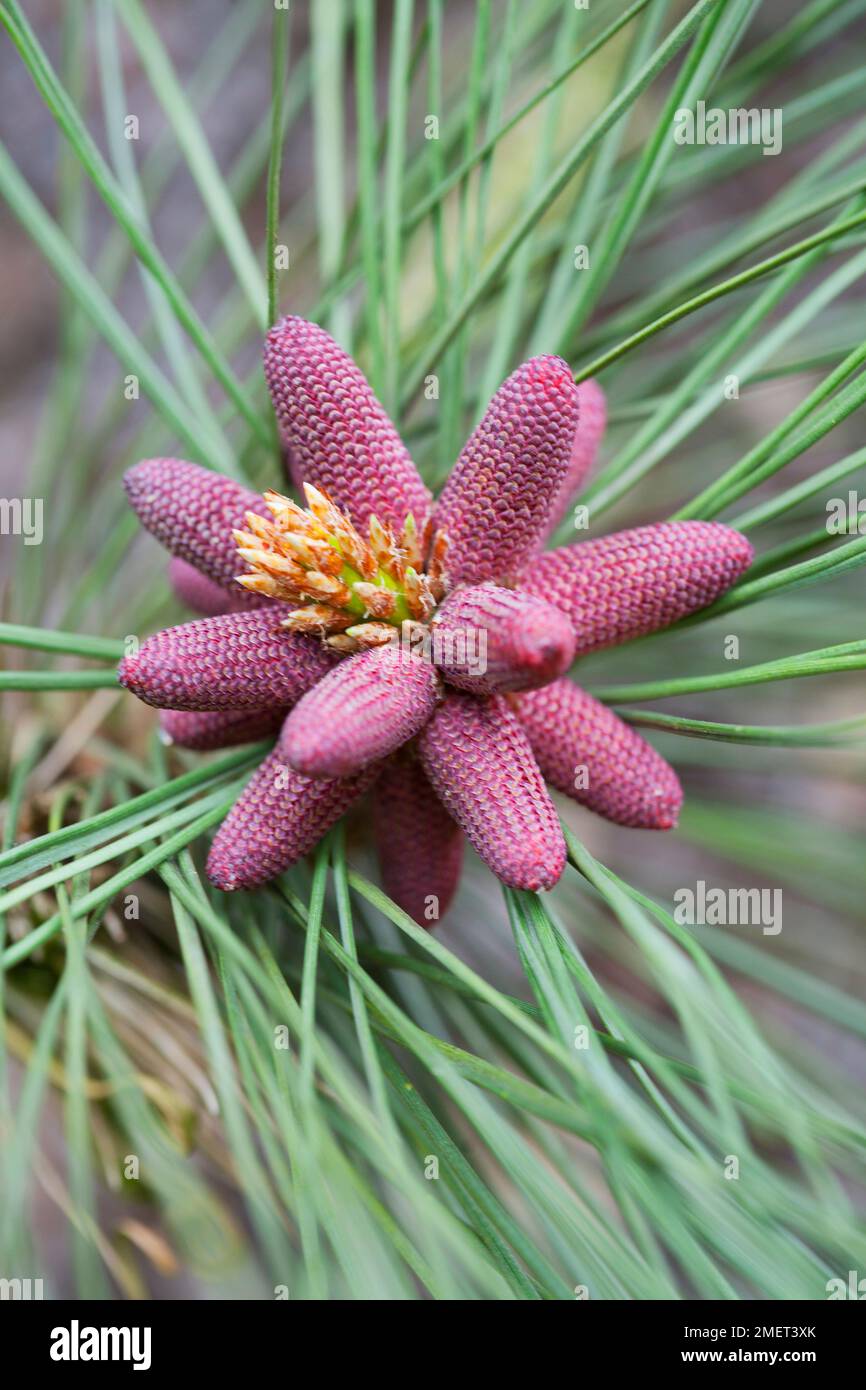 Pinus ponderosa (Ponderosa Pine Stock Photo Alamy