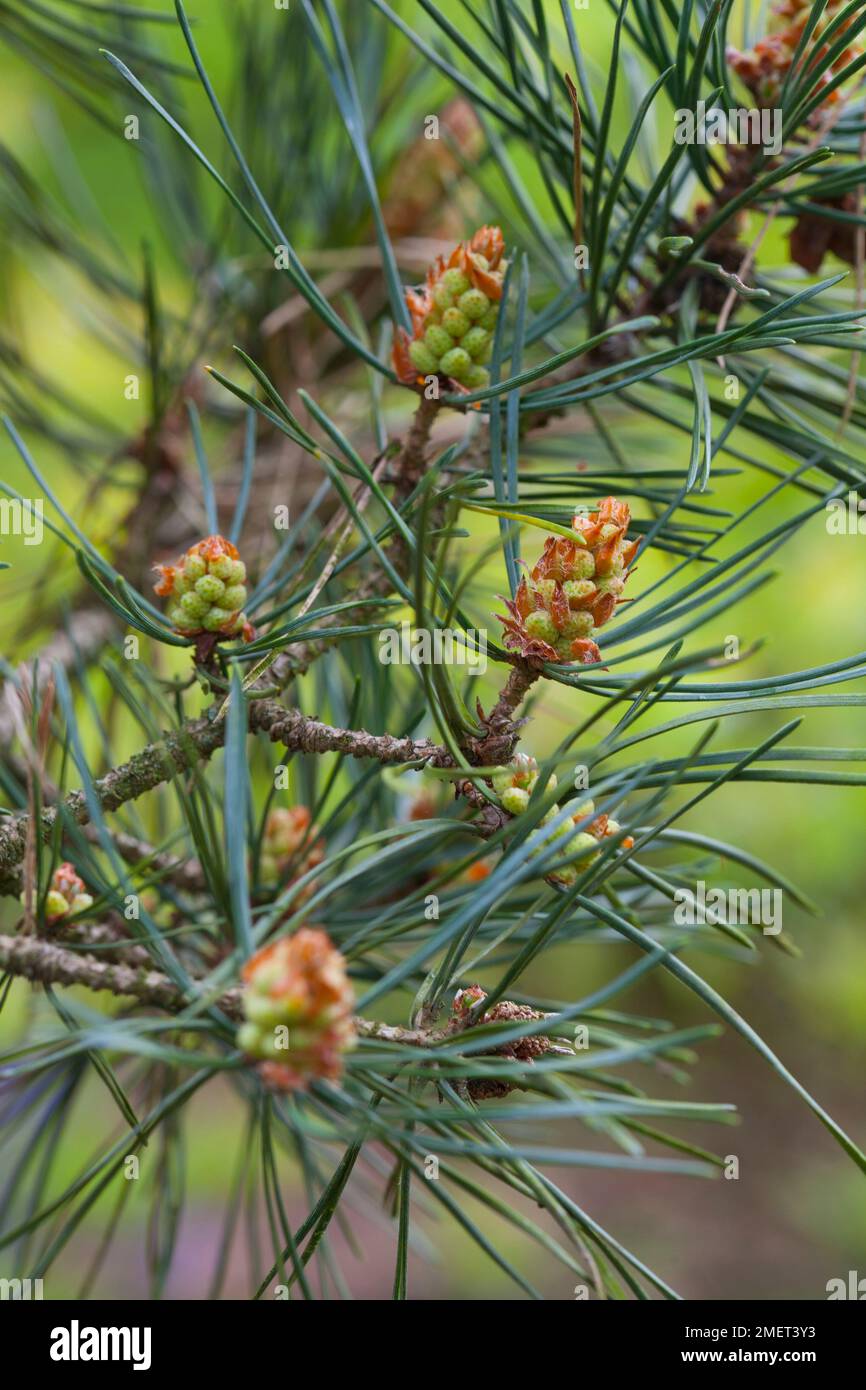 Pinus sylvestris Fastigiata Group Stock Photo