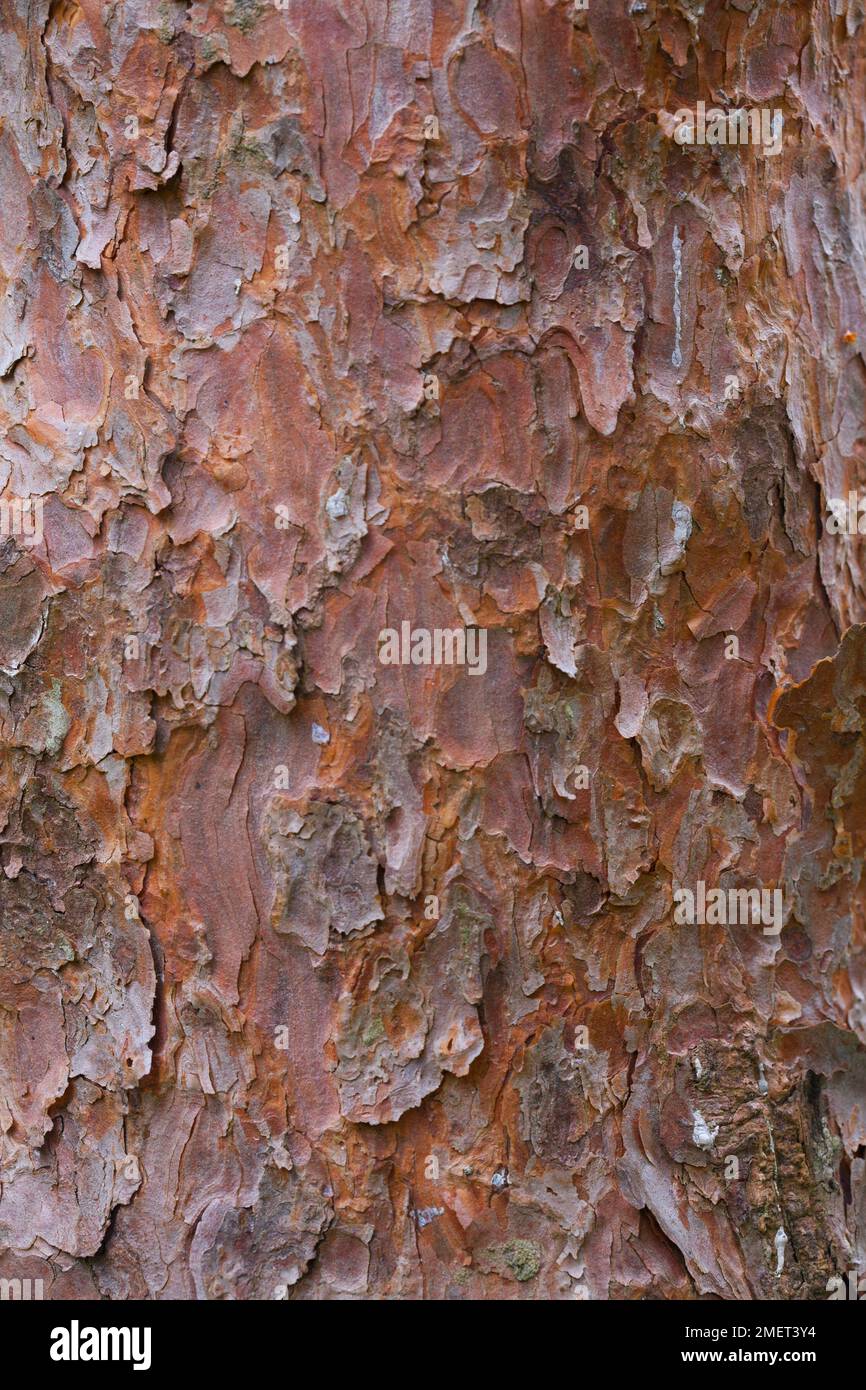 Pinus sylvestris Fastigiata Group Stock Photo