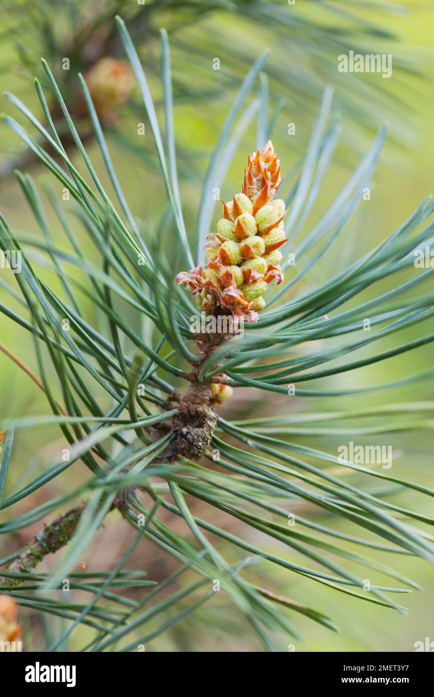 Pinus sylvestris Fastigiata Group (Sentinel Pine) Stock Photo
