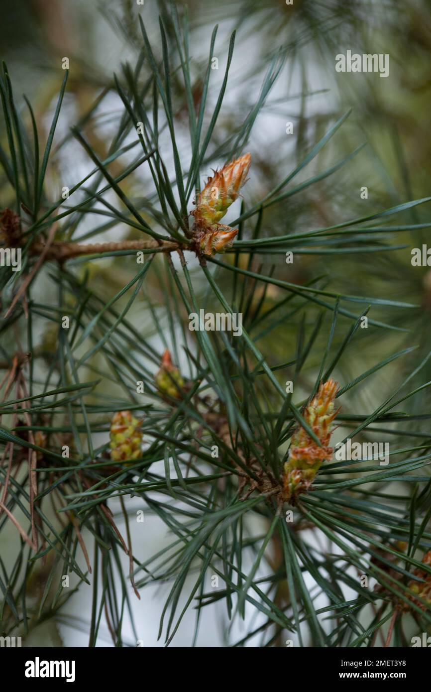 Pinus sylvestris garden hi-res stock photography and images - Alamy