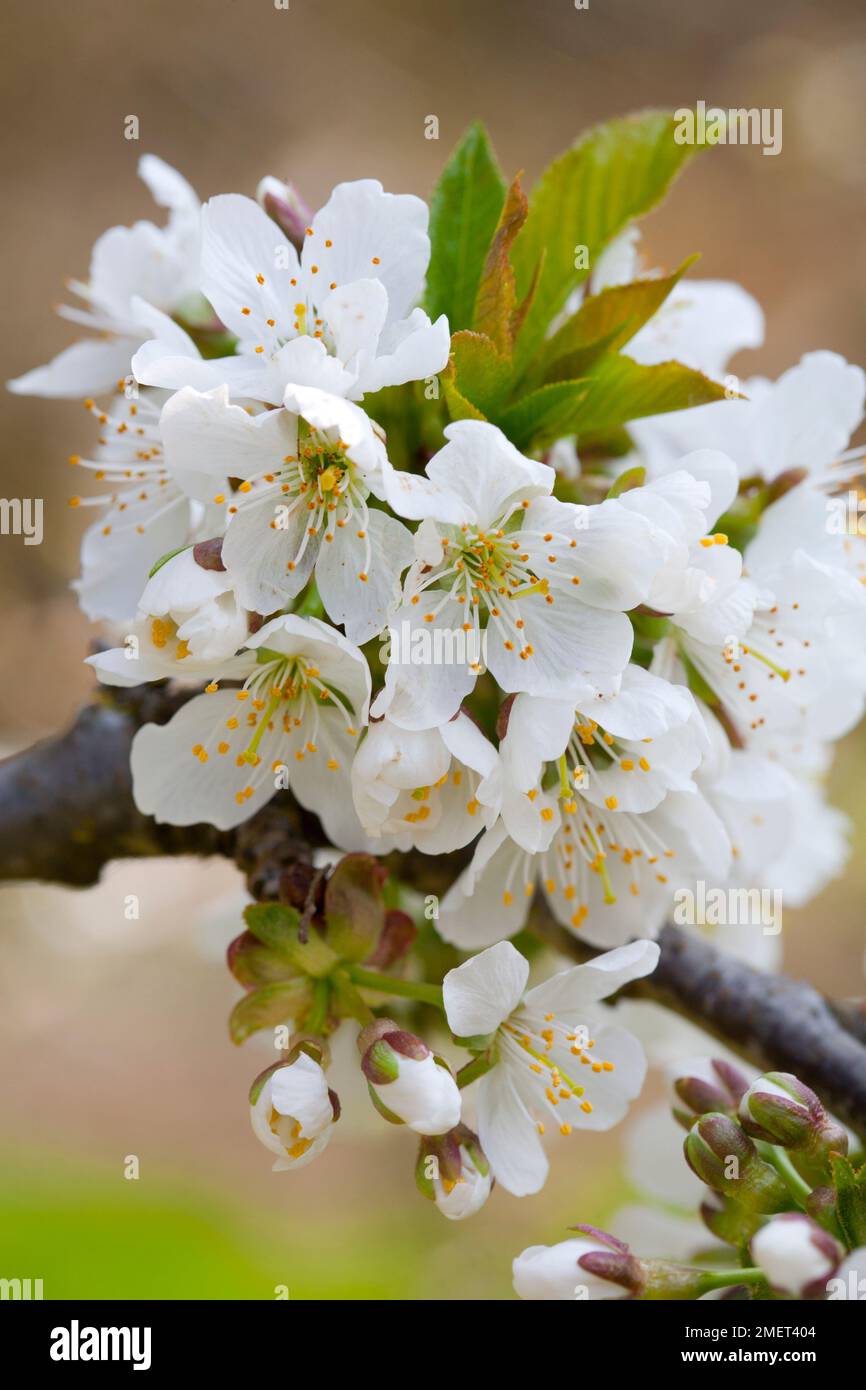 Prunus avium 'Lapins' Stock Photo