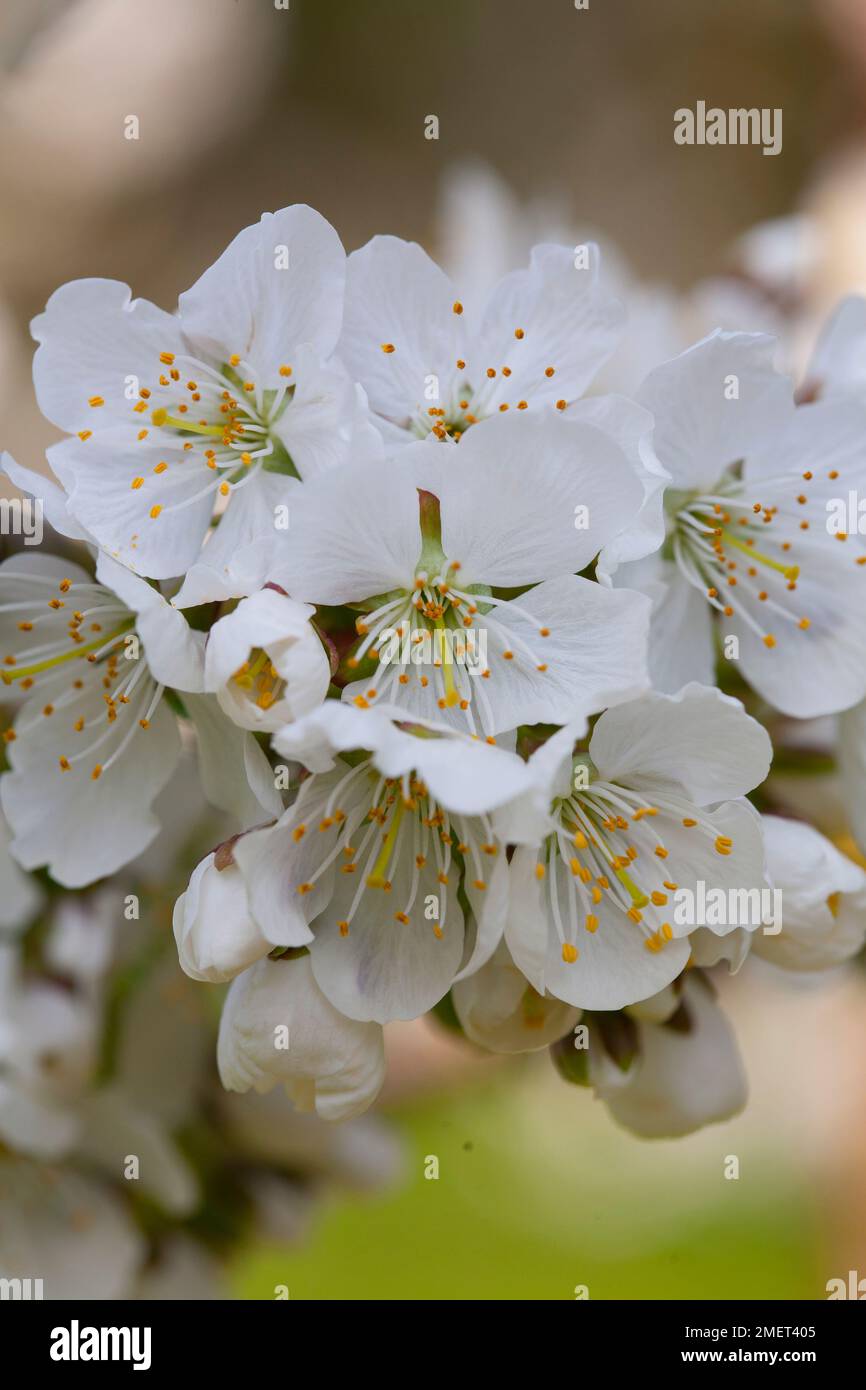 Prunus avium 'Lapins' Stock Photo