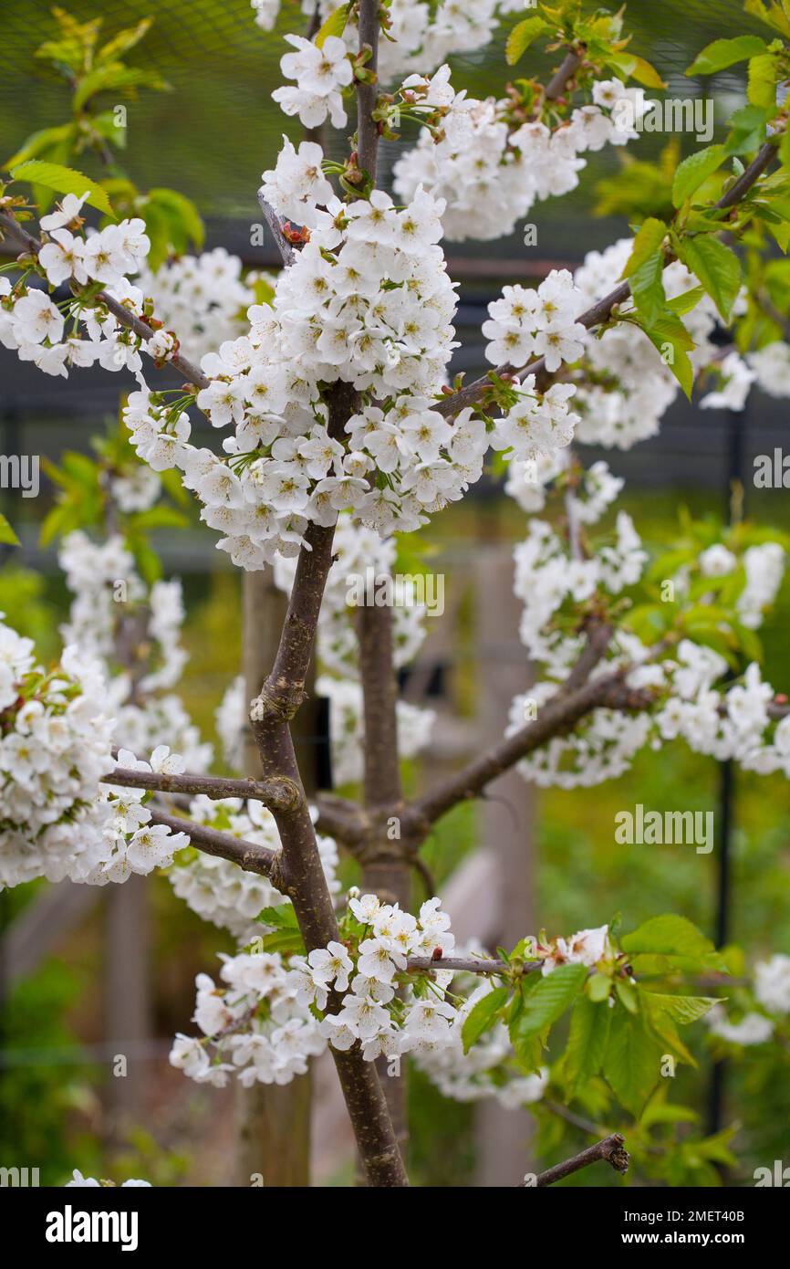 Prunus avium 'Stella' Stock Photo