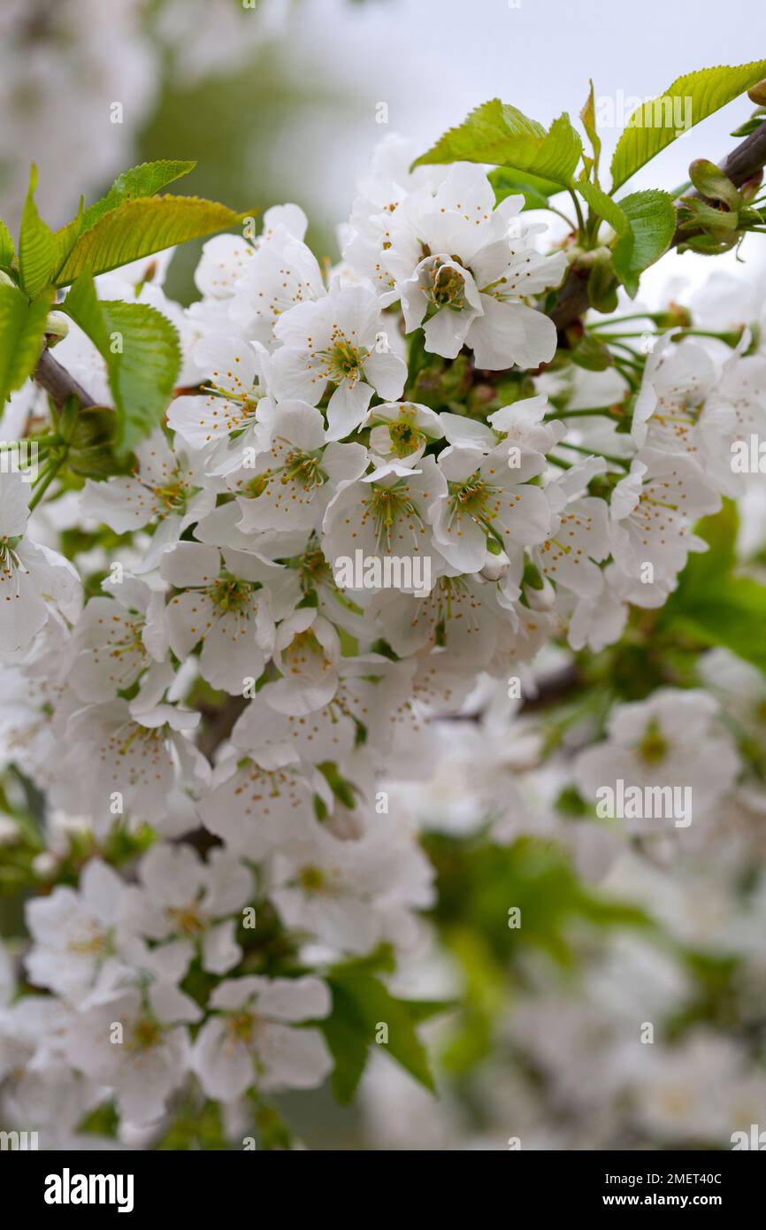 Prunus avium 'Sunburst' Stock Photo