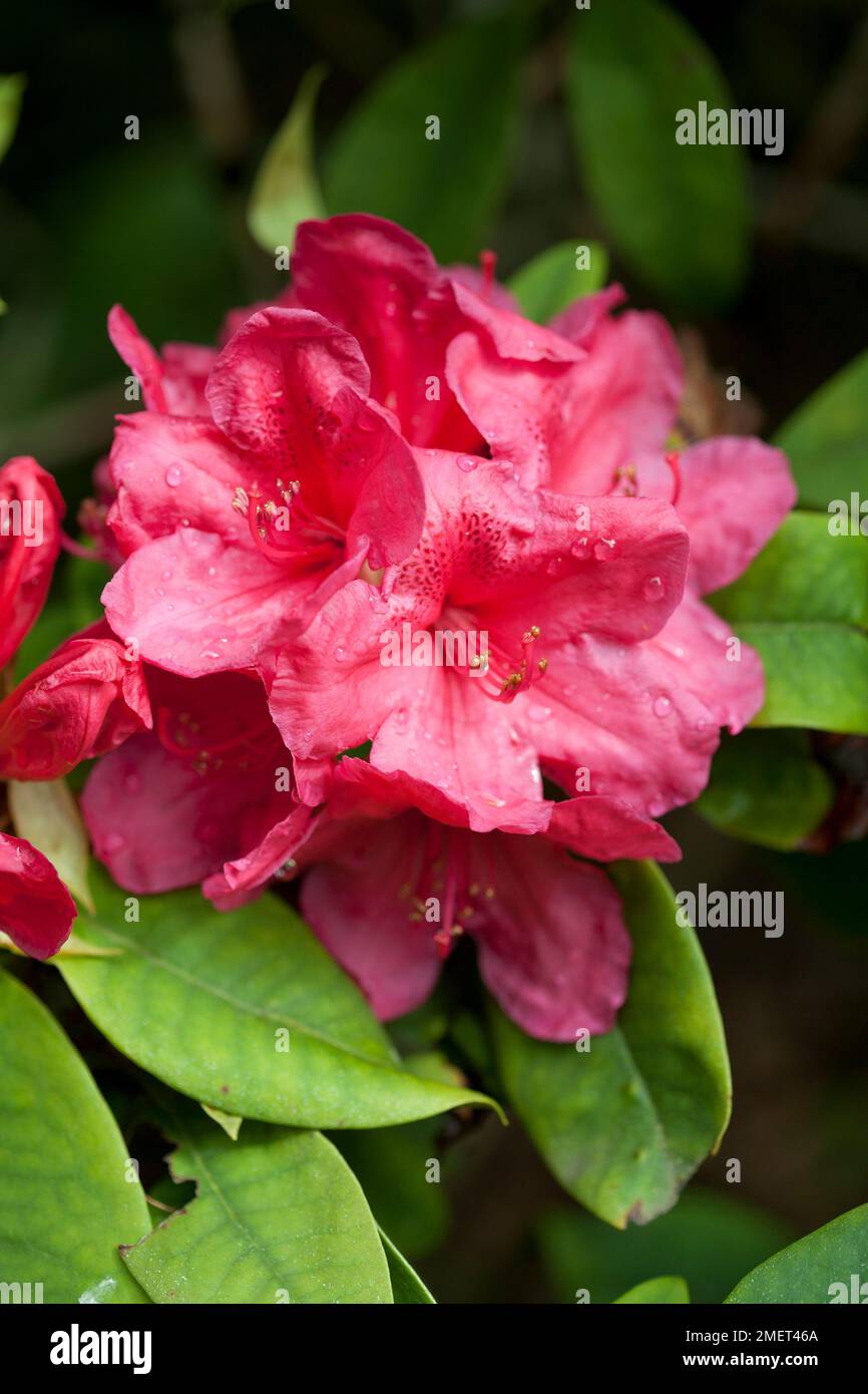 Rhododendron 'Anna Rose Whitney' Stock Photo Alamy