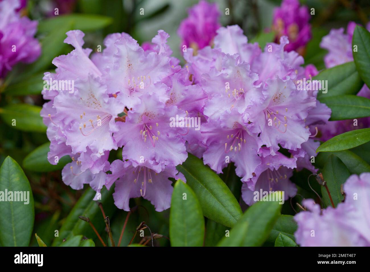 Rhododendron 'Caroline Allbrook' Stock Photo - Alamy