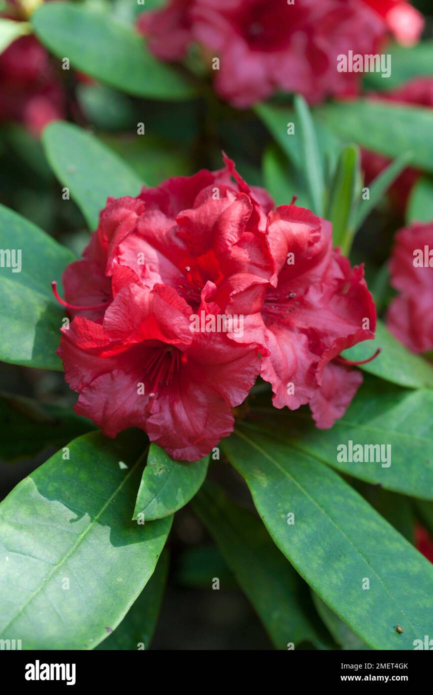 Rhododendron 'Dopey' Stock Photo