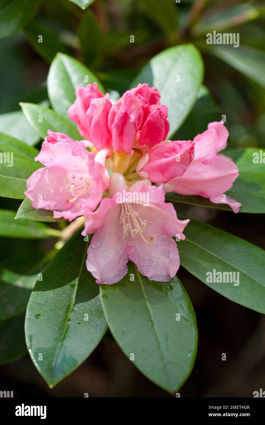 Rhododendron 'Dreamland' Stock Photo