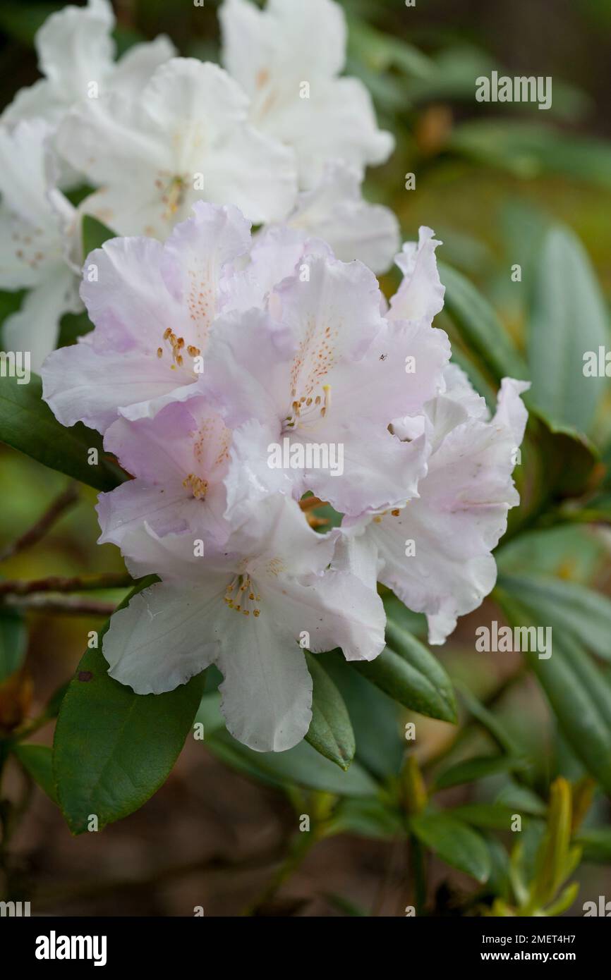 Rhododendron 'Hoppy' Stock Photo