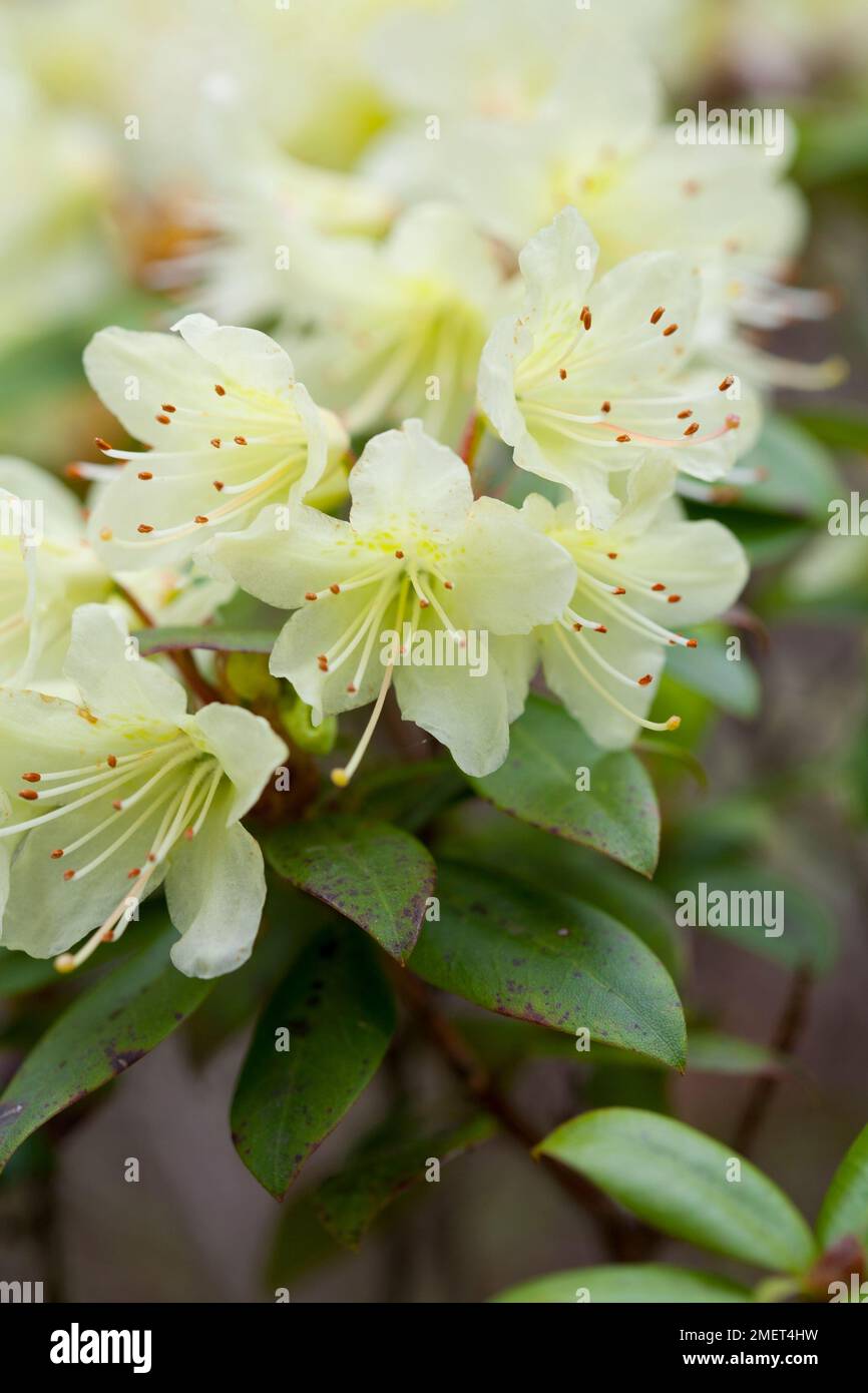 Rhododendron 'Princess Anne' Stock Photo - Alamy