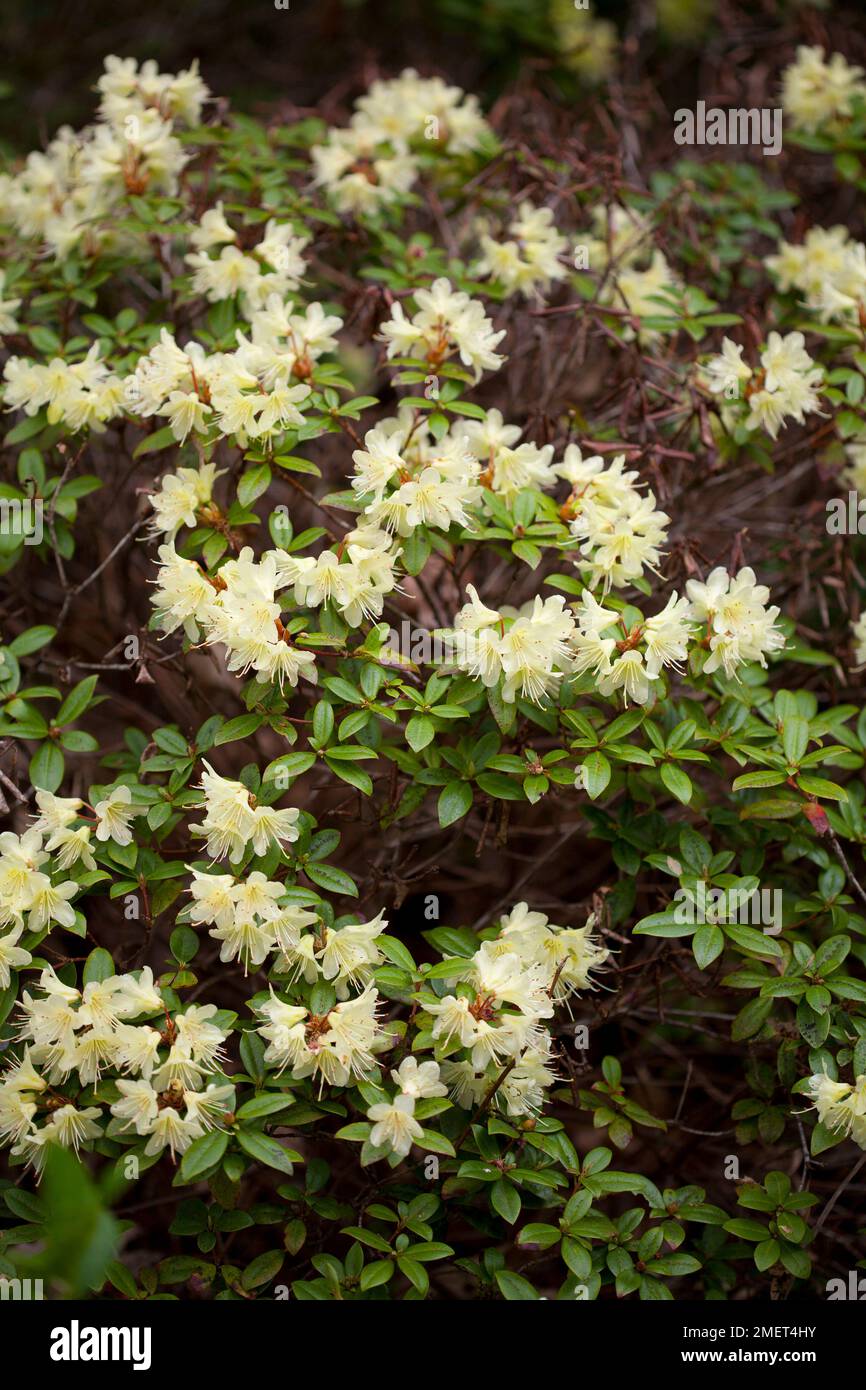 Rhododendron 'Princess Anne' Stock Photo - Alamy