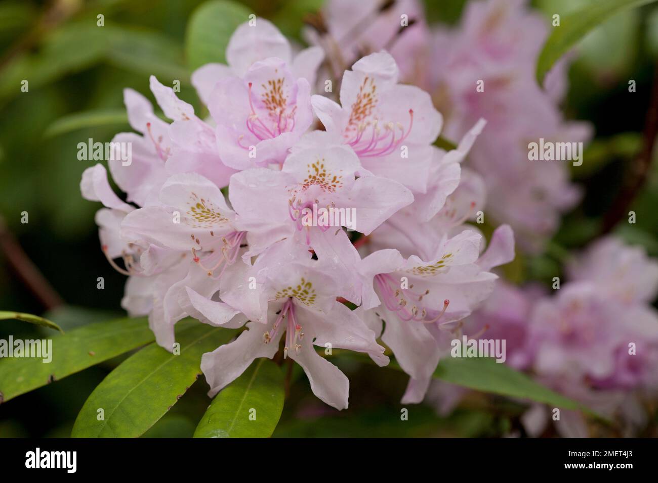 Rhododendron Hellgrune Blatter
