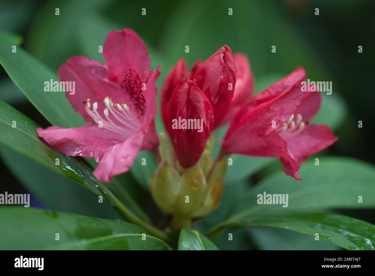 Rhododendron sneezy hi-res stock photography and images - Alamy