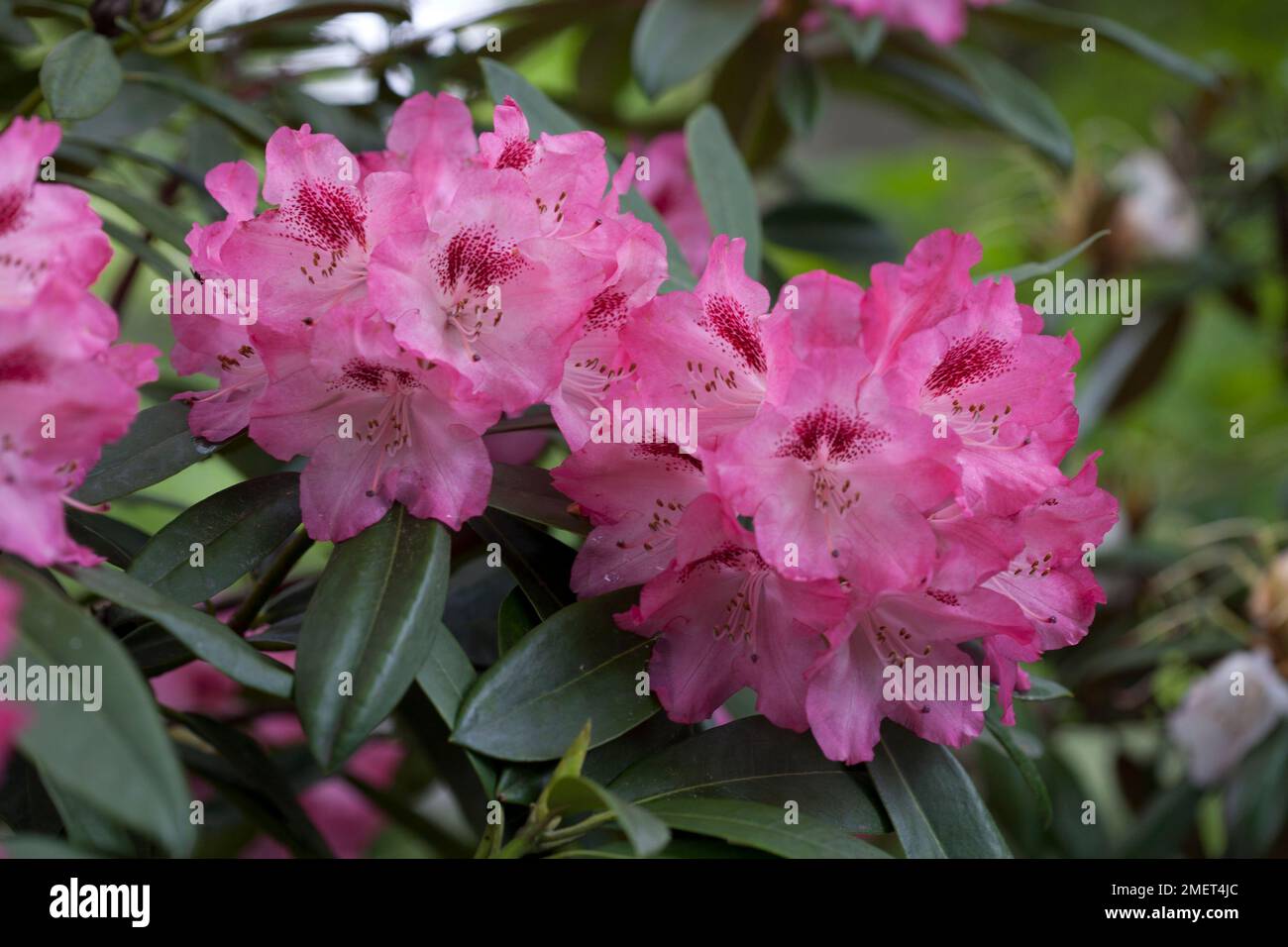 der stechpalme hnliche pflanze mit sieben buchstaben Europische Stechpalme (Ilex aquifolium) | 175-200 cm mit Wurzelballen