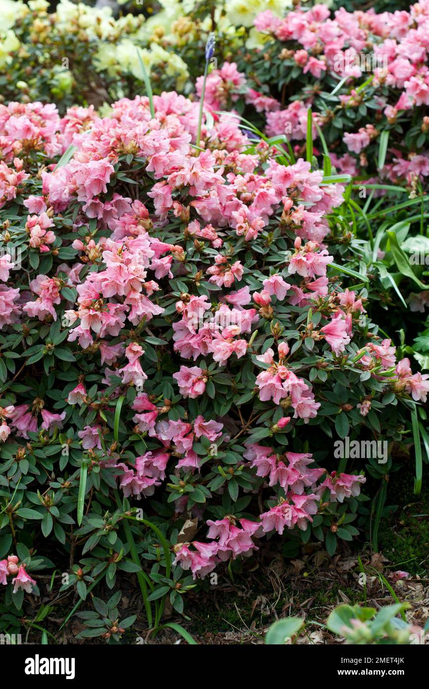 Rhododendron wee bee hi-res stock photography and images - Alamy