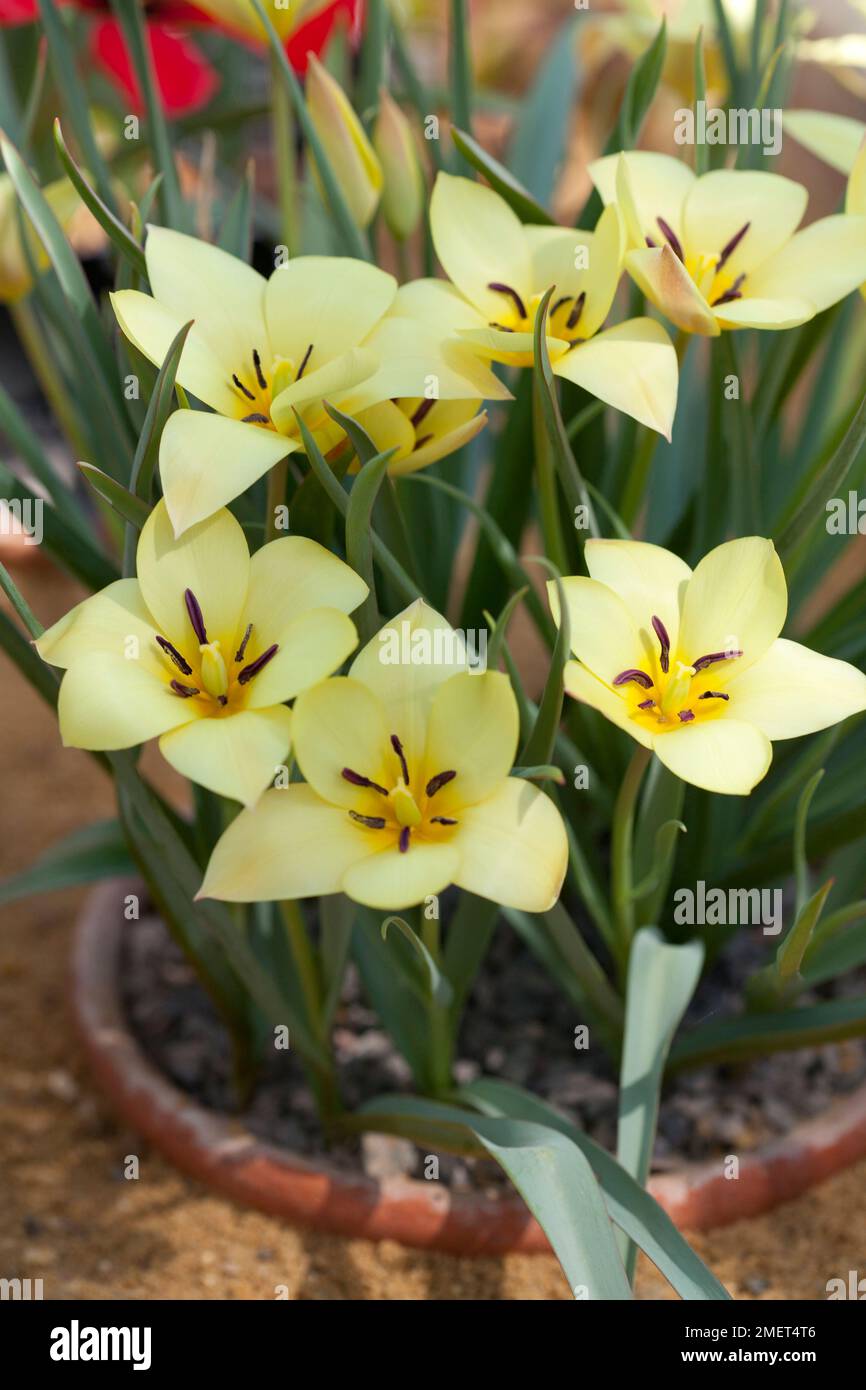 Tulipa 'Honky Tonk' Stock Photo