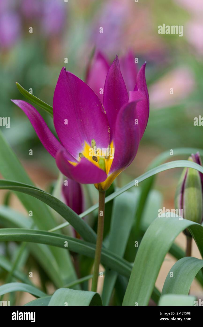 Tulipa humilis 'Eastern Star' Stock Photo