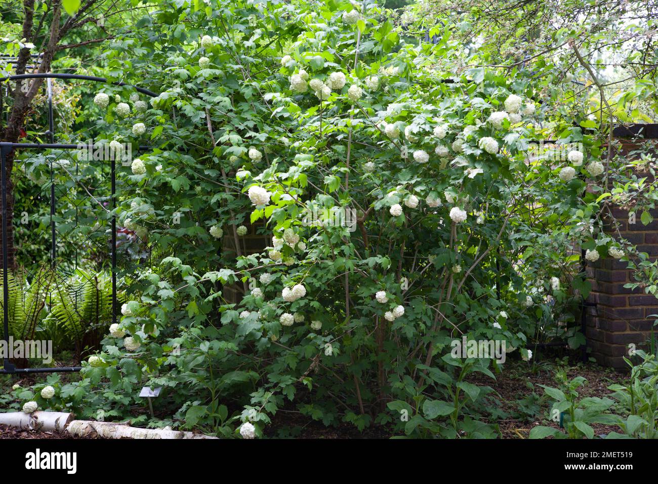 Viburnum opulus 'Roseum' Stock Photo Alamy