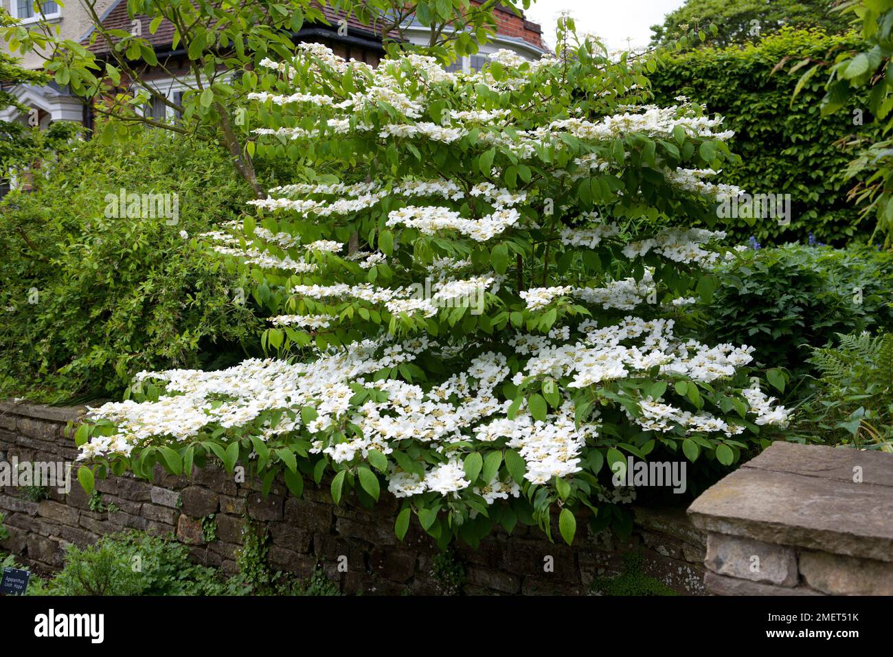 Viburnum plicatum f. tomentosum 'Lanarth' Stock Photo
