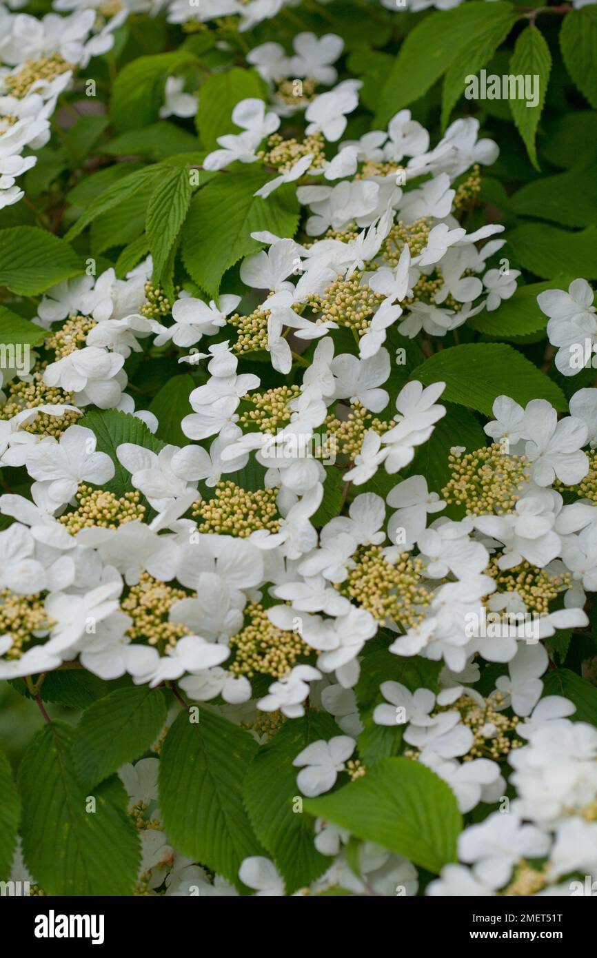 Viburnum plicatum f. tomentosum 'Lanarth' Stock Photo