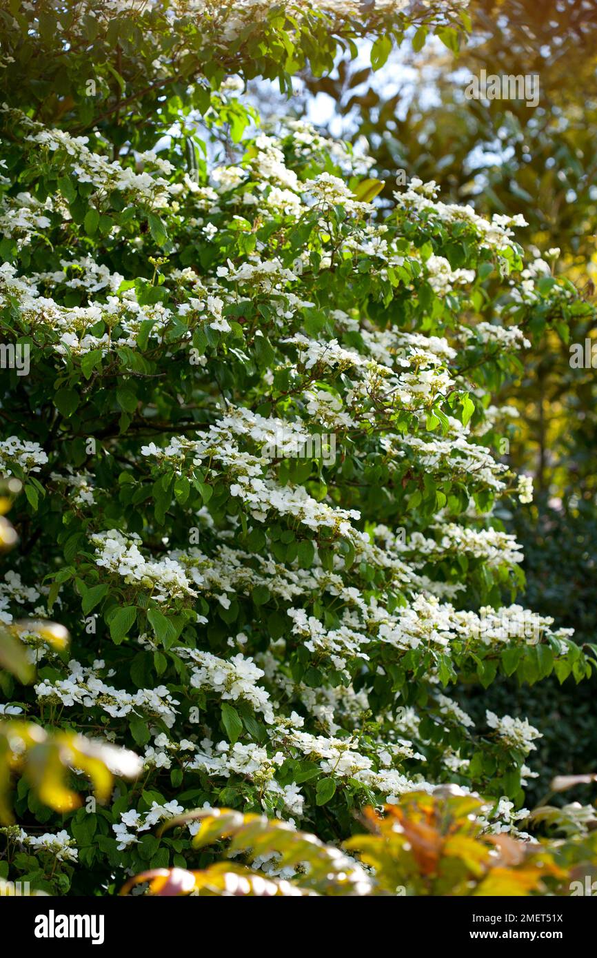 Viburnum plicatum f. tomentosum 'Lanarth' Stock Photo