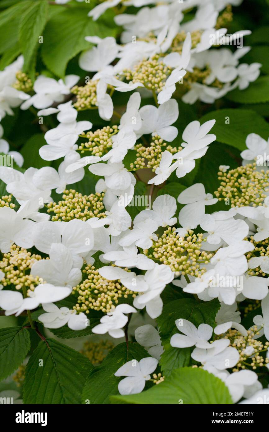 Viburnum plicatum f. tomentosum 'Lanarth' (Japanese Snowball 'Lanarth') Stock Photo