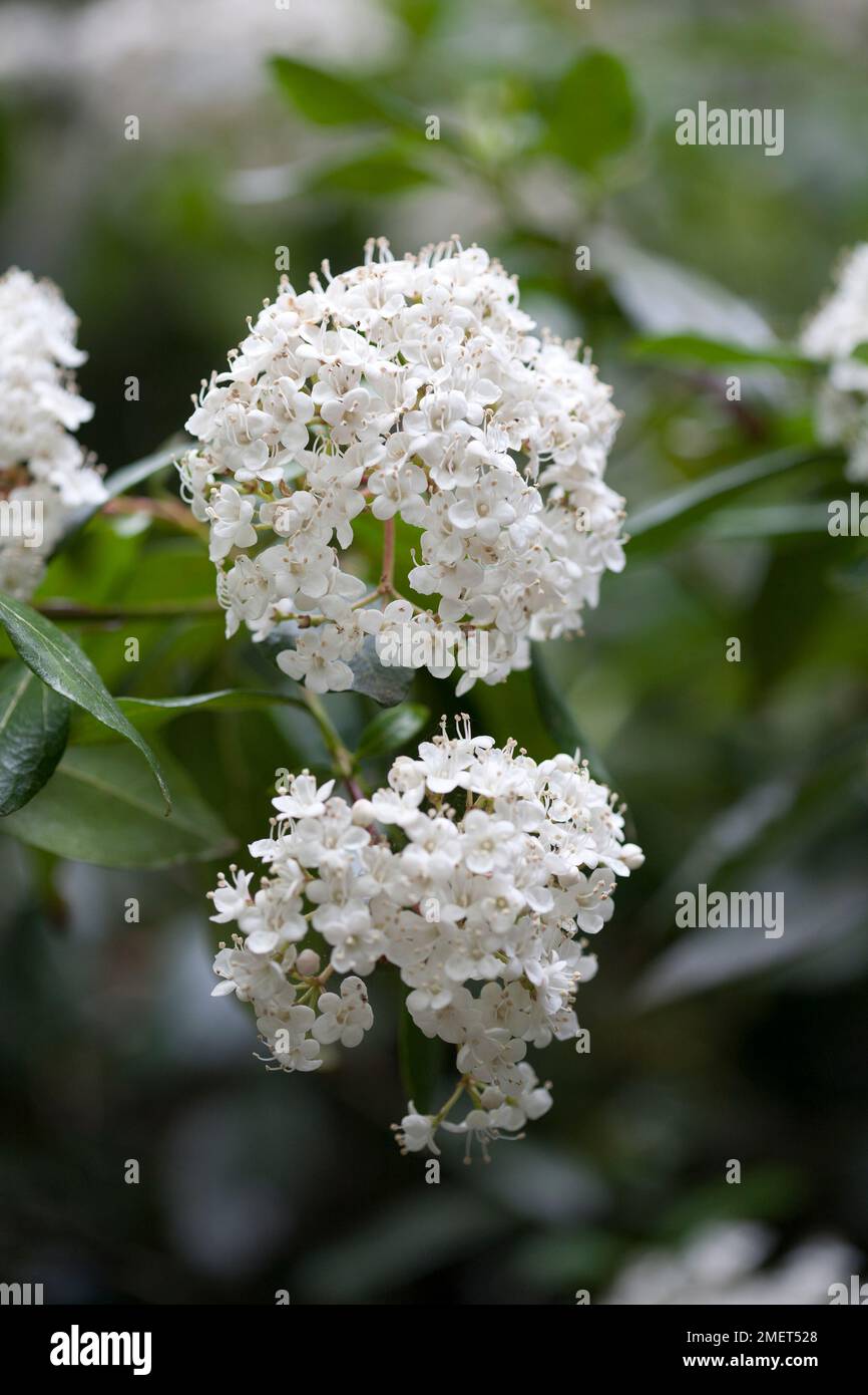 Viburnum tinus 'Lucidum' Stock Photo Alamy