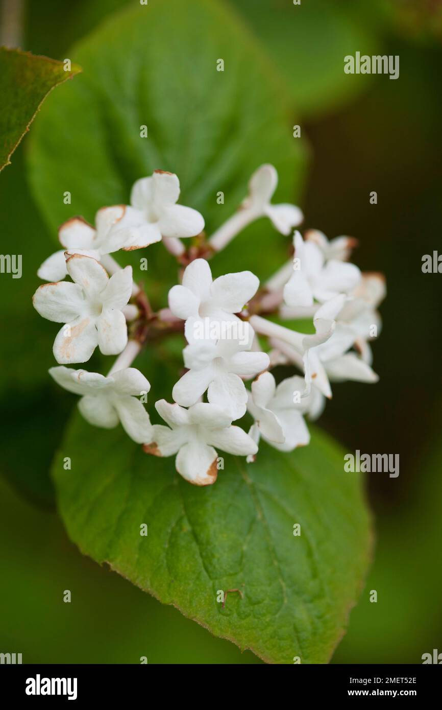 Viburnum x burkwoodii hires stock photography and images Alamy