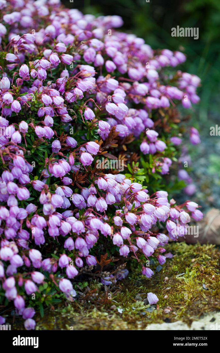 x Phylliopsis 'Sprite' Stock Photo