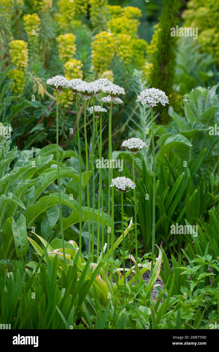 Allium nigrum Stock Photo