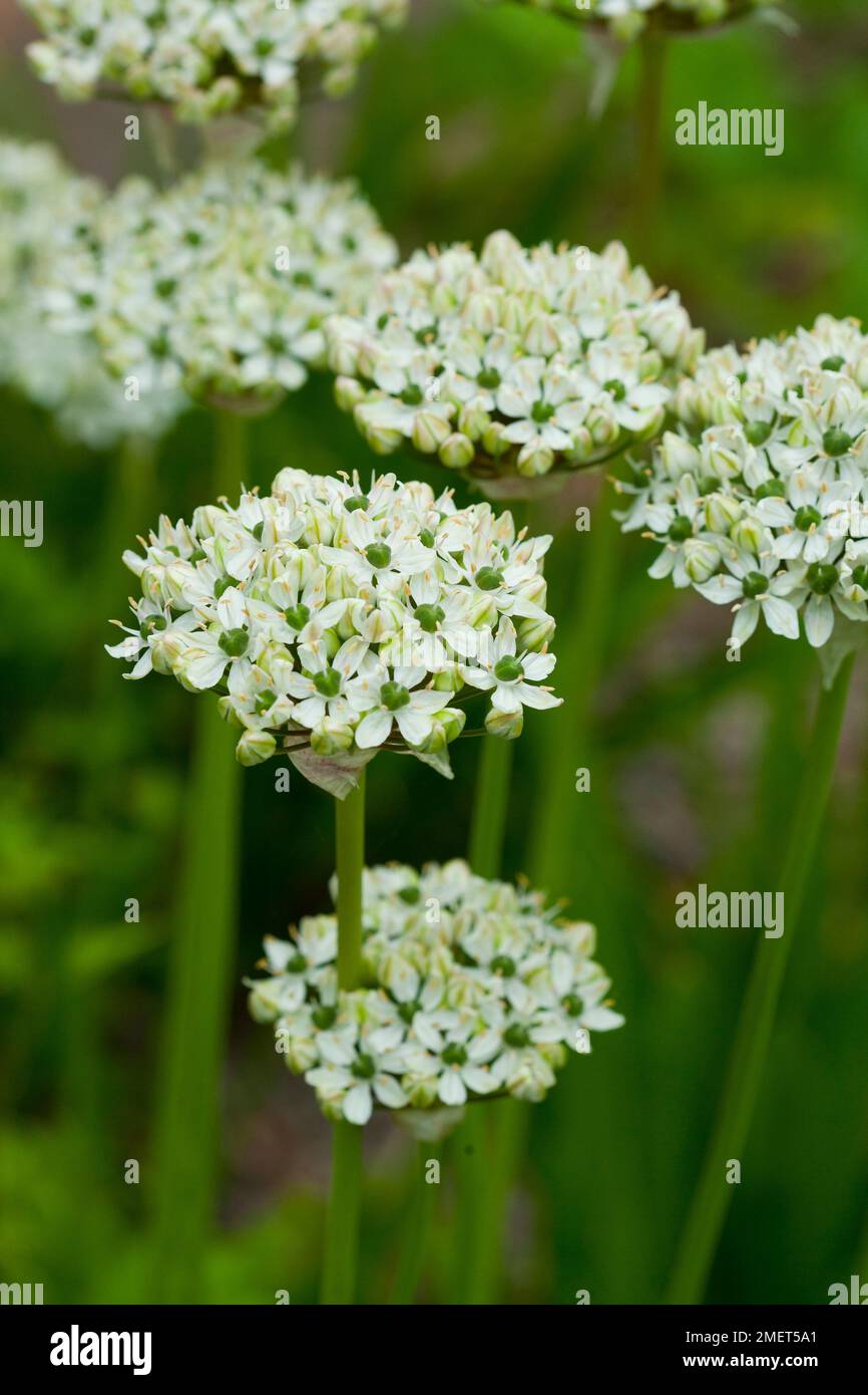 Allium nigrum Stock Photo