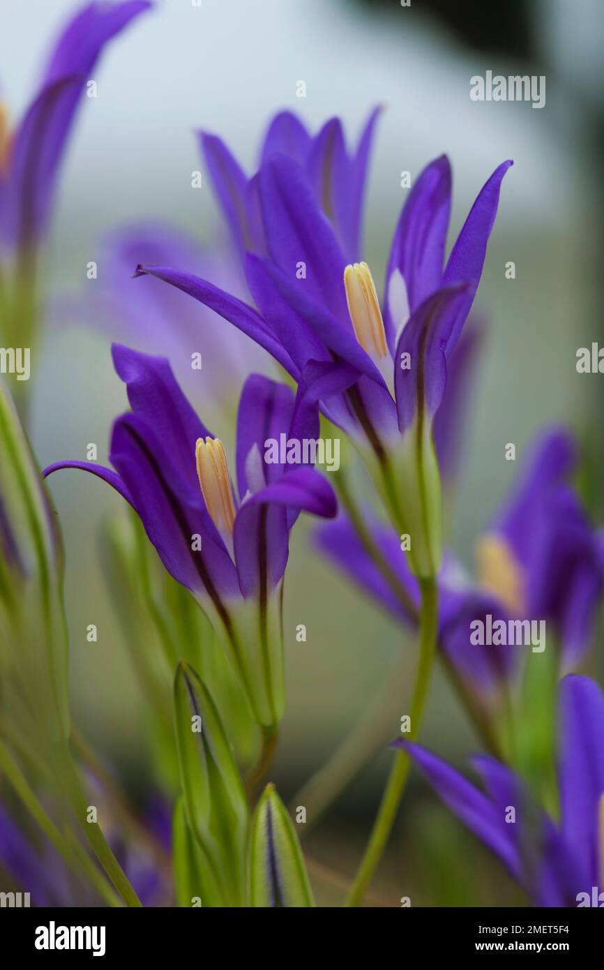 Brodiaea elegans (Elegant Brodiaea, Elegant Cluster-Lily) Stock Photo