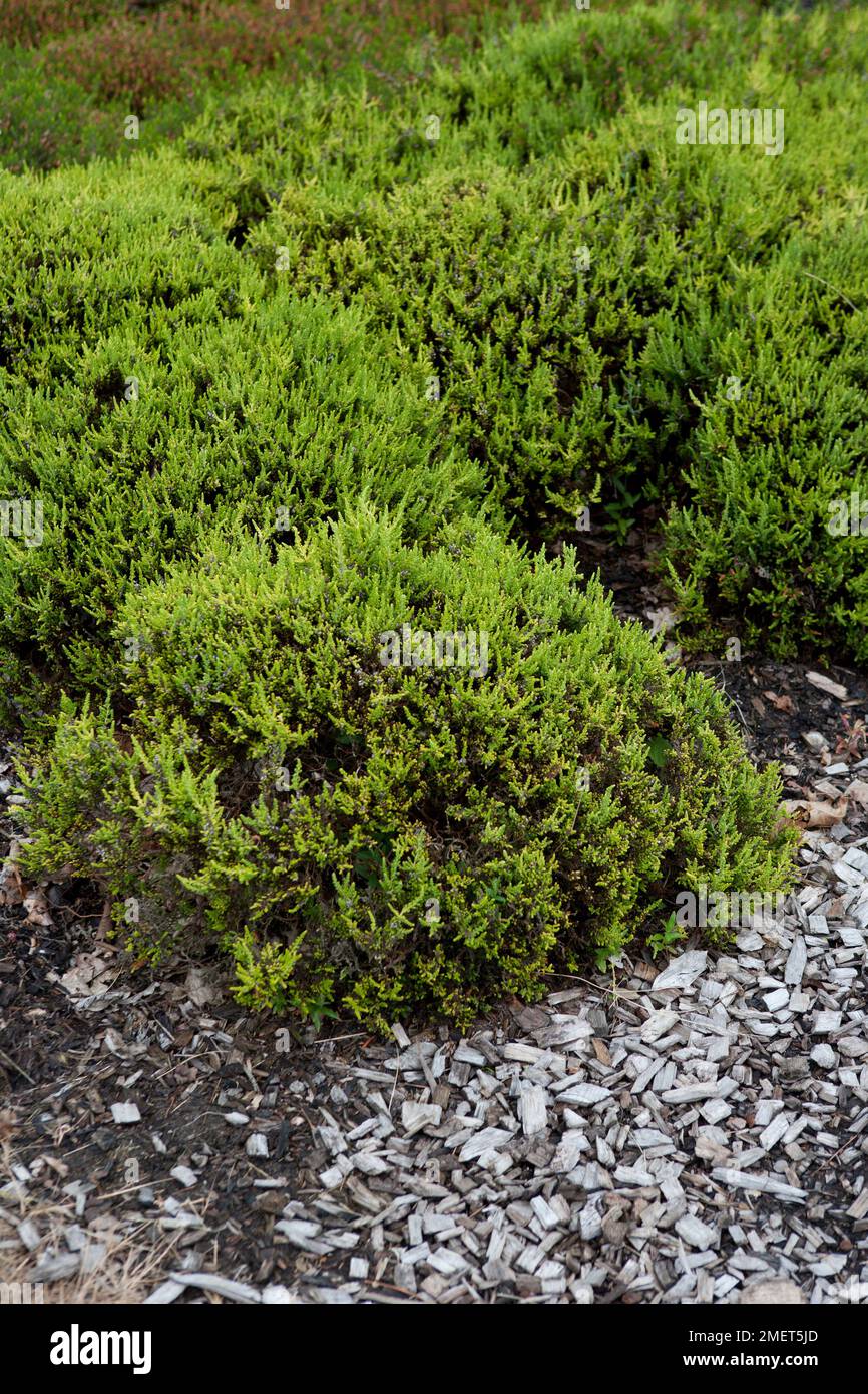 Calluna vulgaris 'Serlei Aurea' Stock Photo