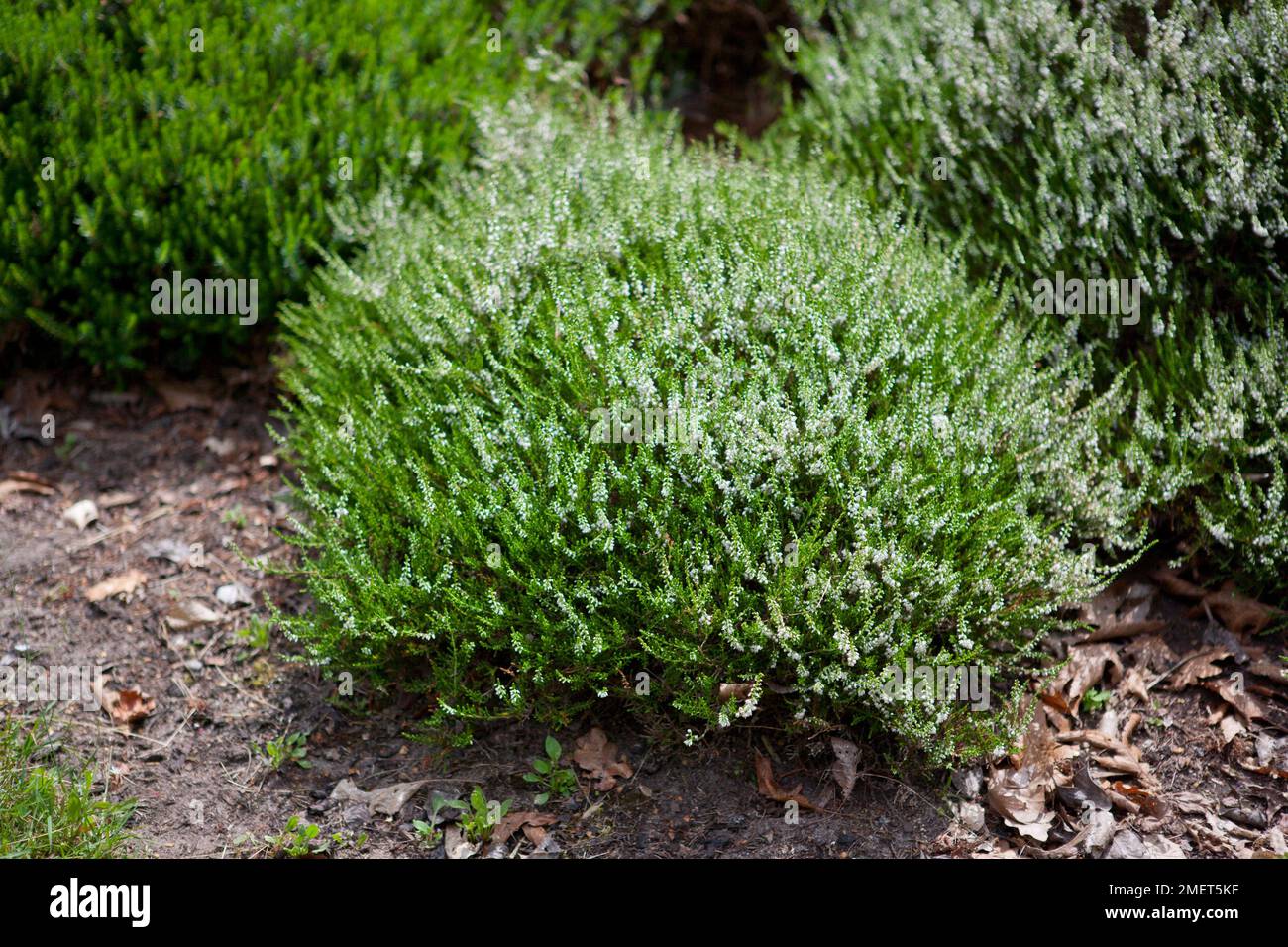 Calluna vulgaris 'White Carpet' Stock Photo