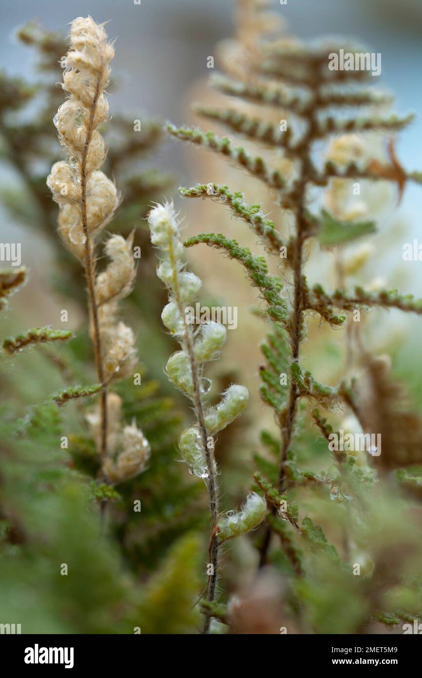 Cheilanthes tomentosa (Woolly Lip Fern) Stock Photo