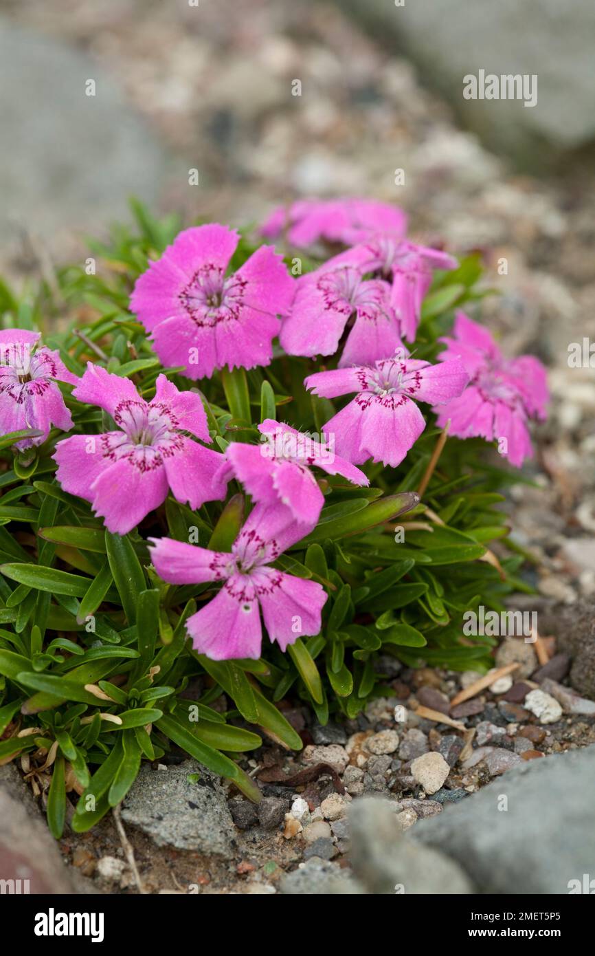 Dianthus alpinus Stock Photo