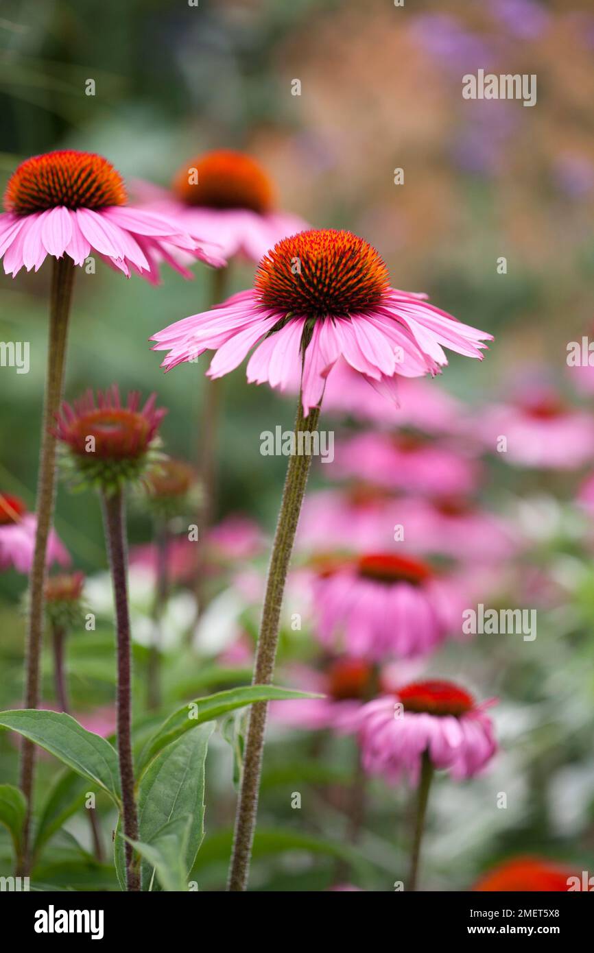 Echinacea purpurea 'Rubinglow' Stock Photo Alamy