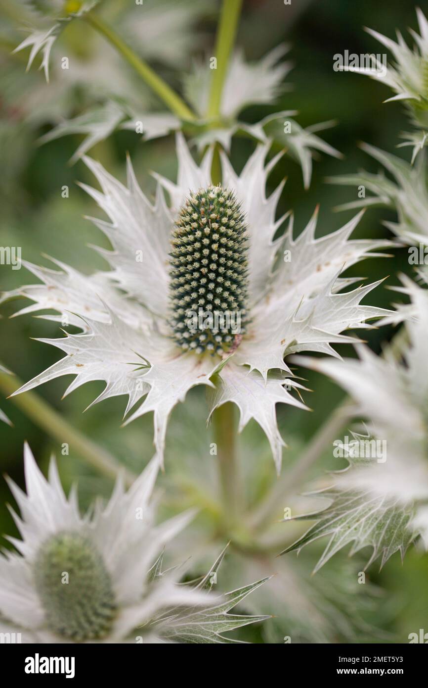 Eryngium proteiflorum (Sea Holly Stock Photo Alamy