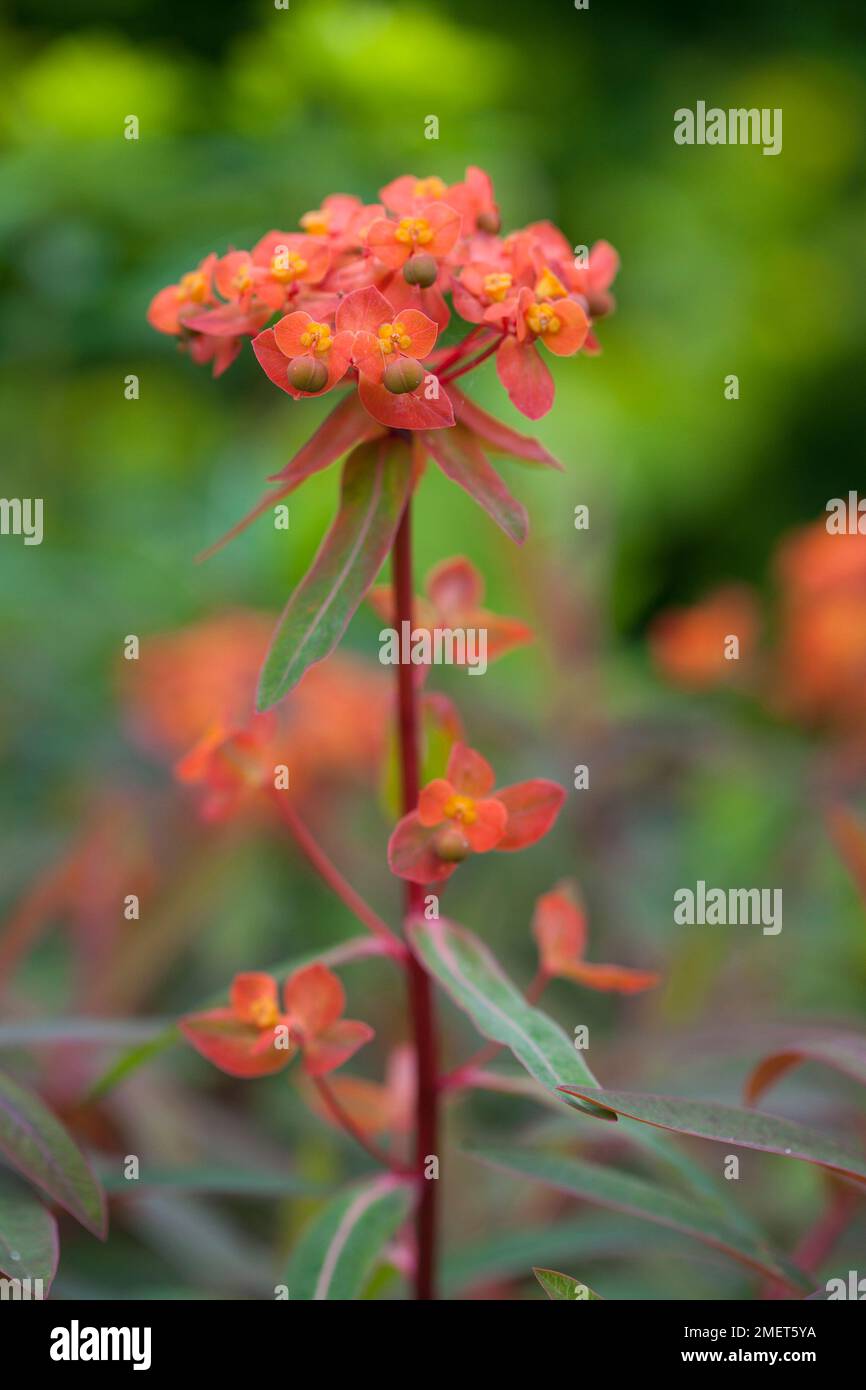 Euphorbia griffithii 'Fireglow' Stock Photo