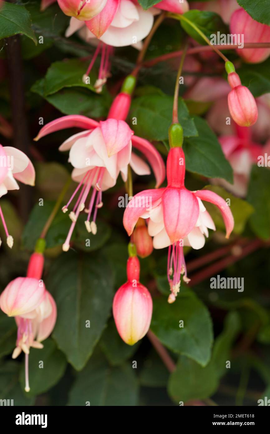 Fuchsia 'Brookwood Belle' Stock Photo - Alamy