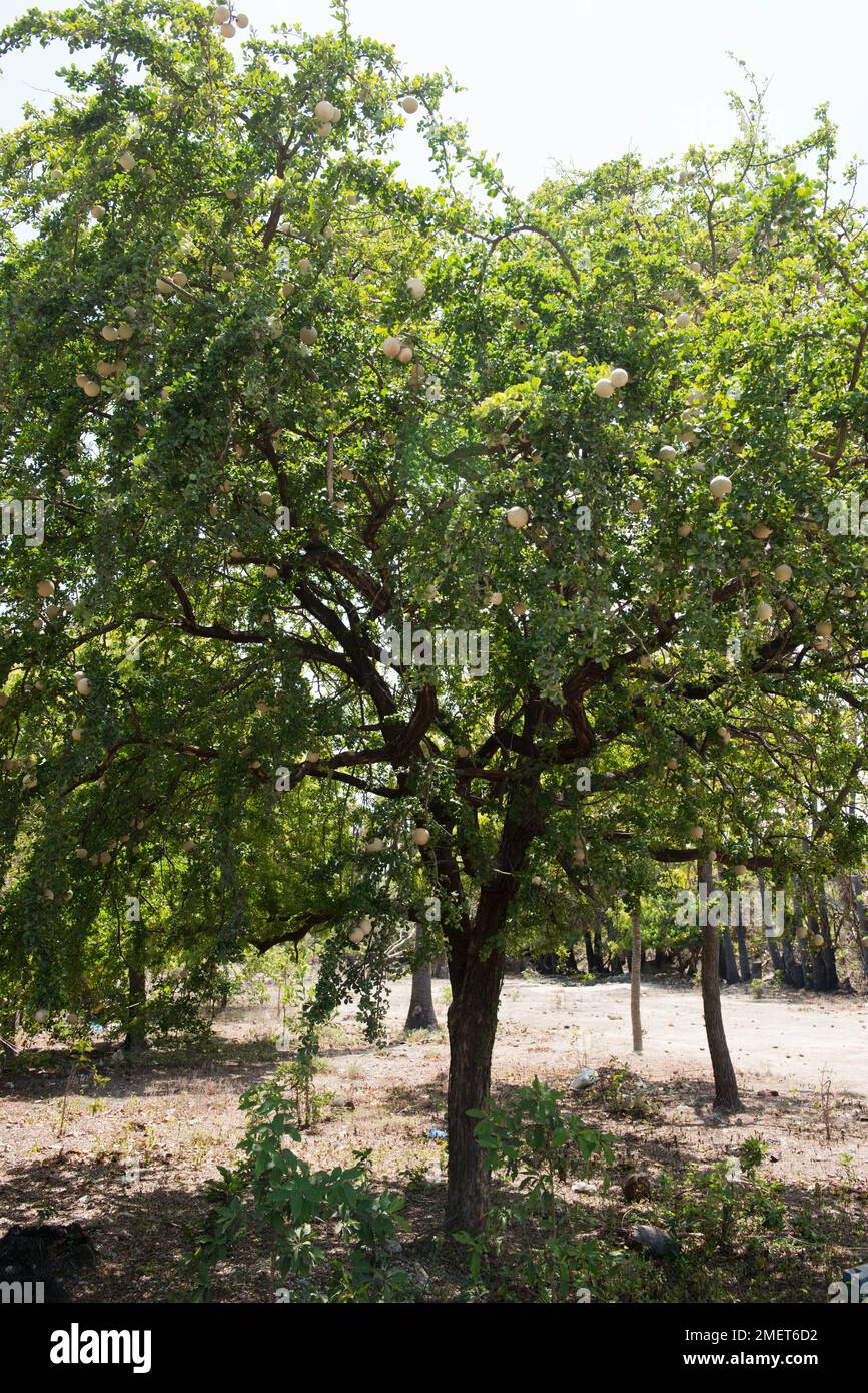 Jaffna, North Eastern Province, Pungudutivu, Sri Lanka, Wood Apple Tree Stock Photo